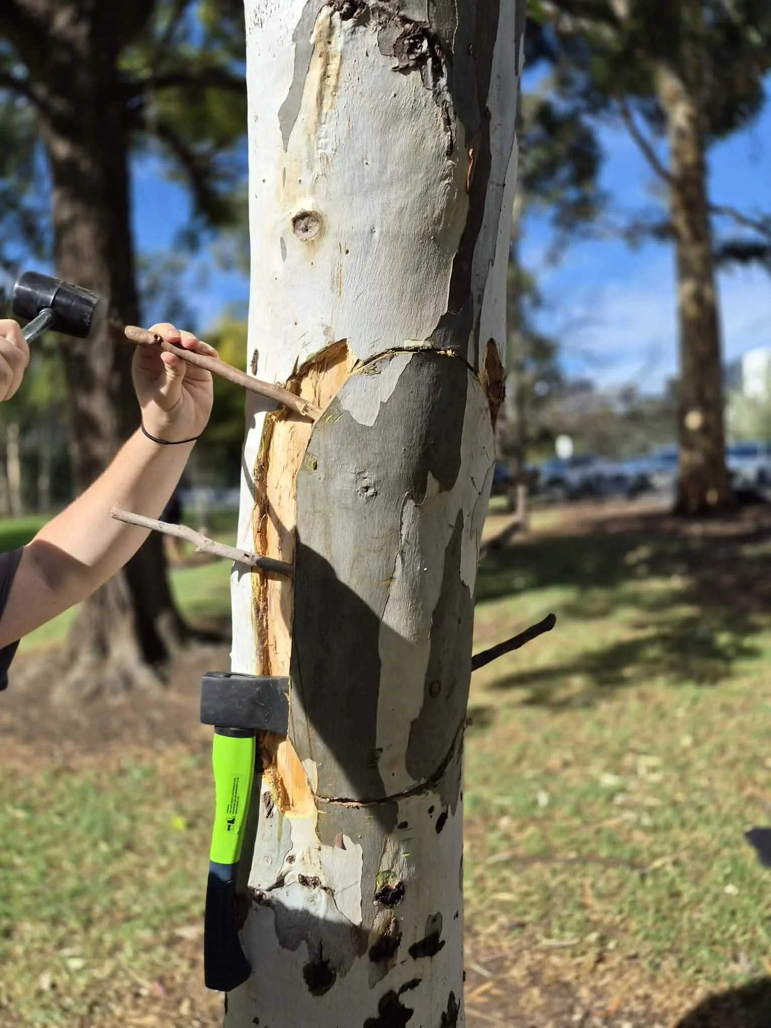 Person using a sledgehammer and chisel to carve a coolamon from a gumtree.