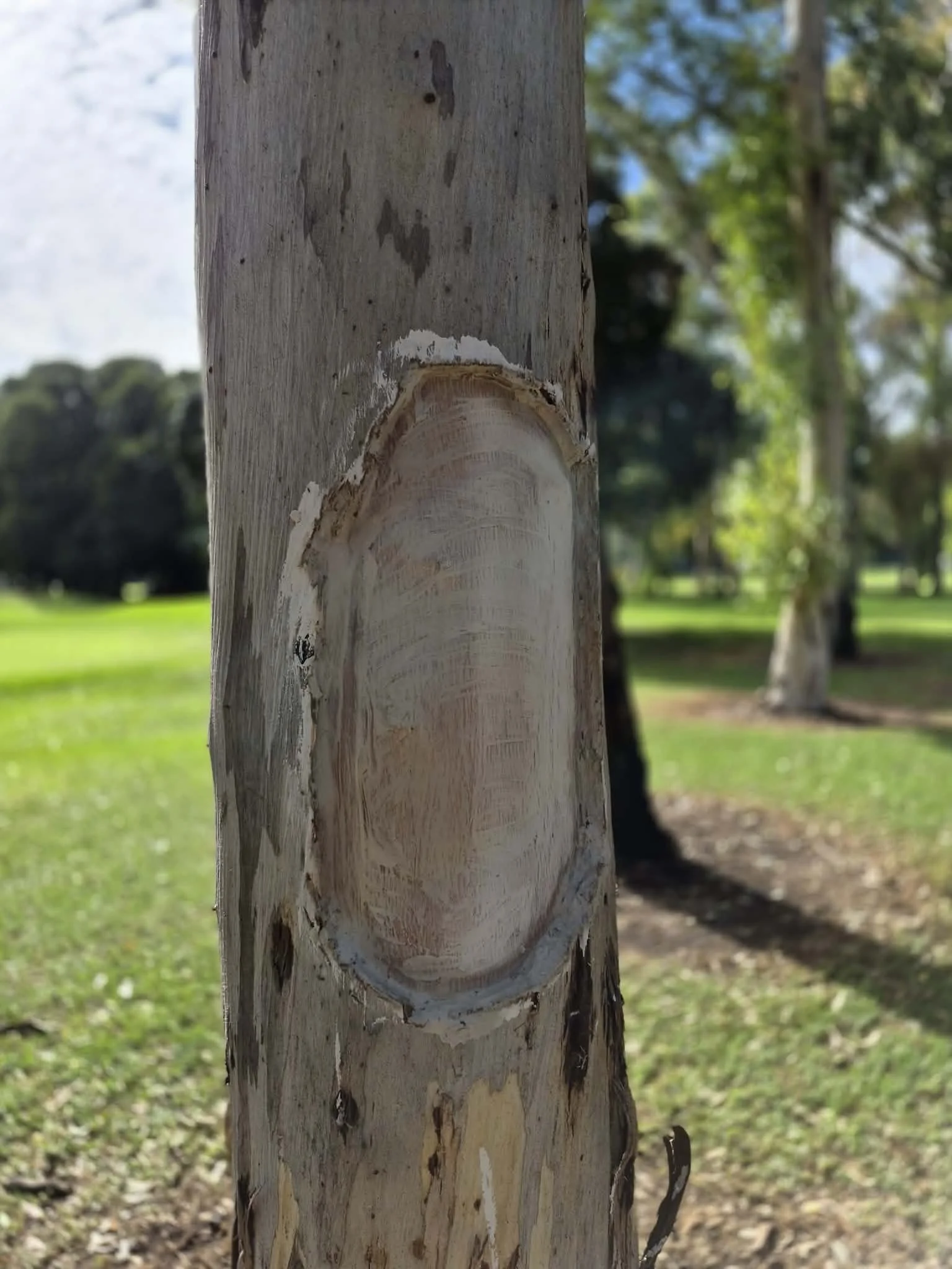 Coolamon scar in gumtree.