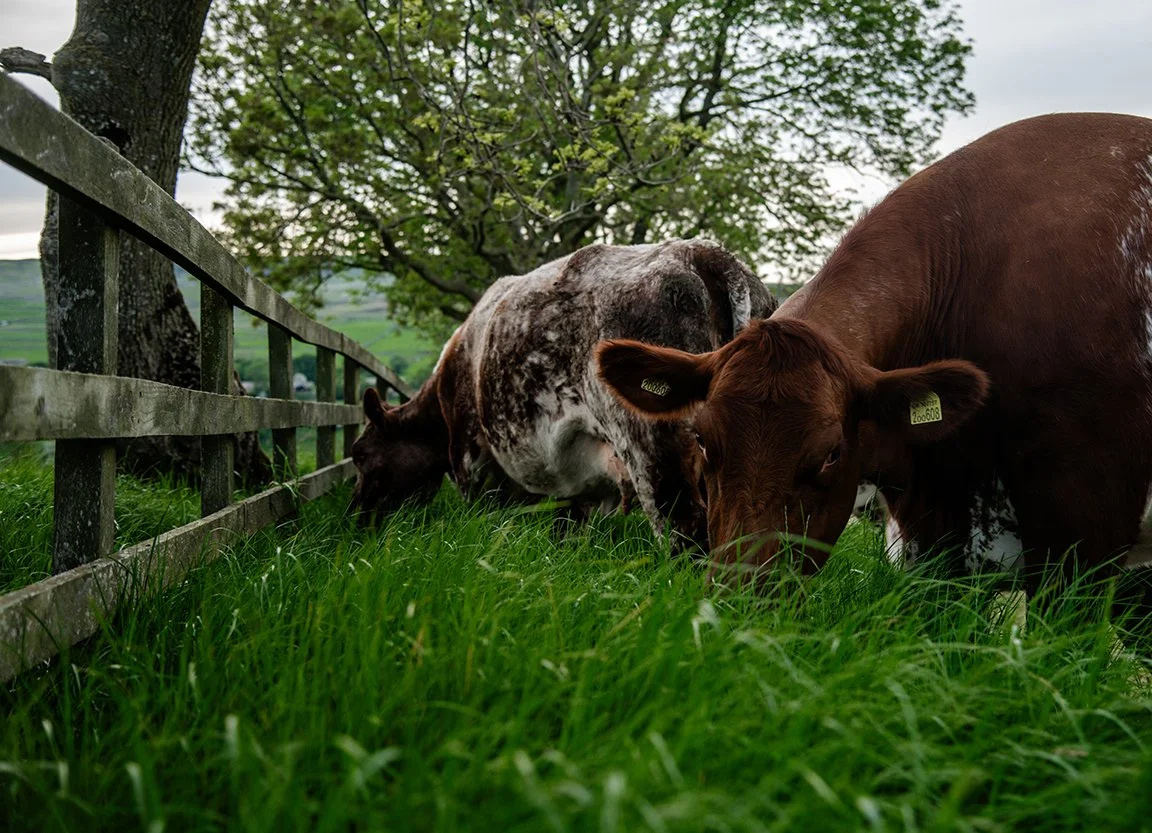 Two cows grazing on a grassy field near a wooden fence, with trees and a cloudy sky in the background.