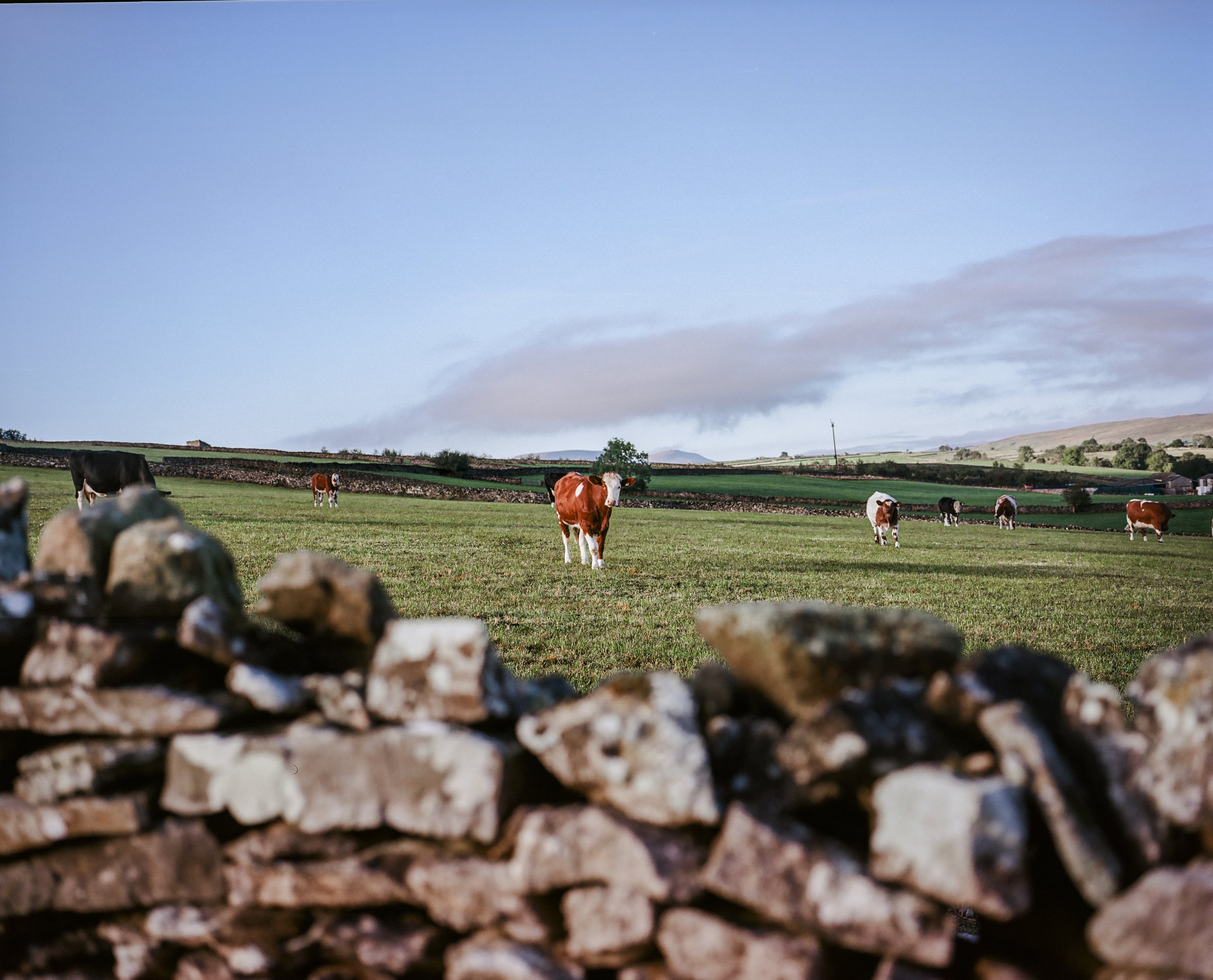 View of a grassy field with cows grazing, a stone wall in the foreground, rolling hills in the background, and a partly cloudy sky.