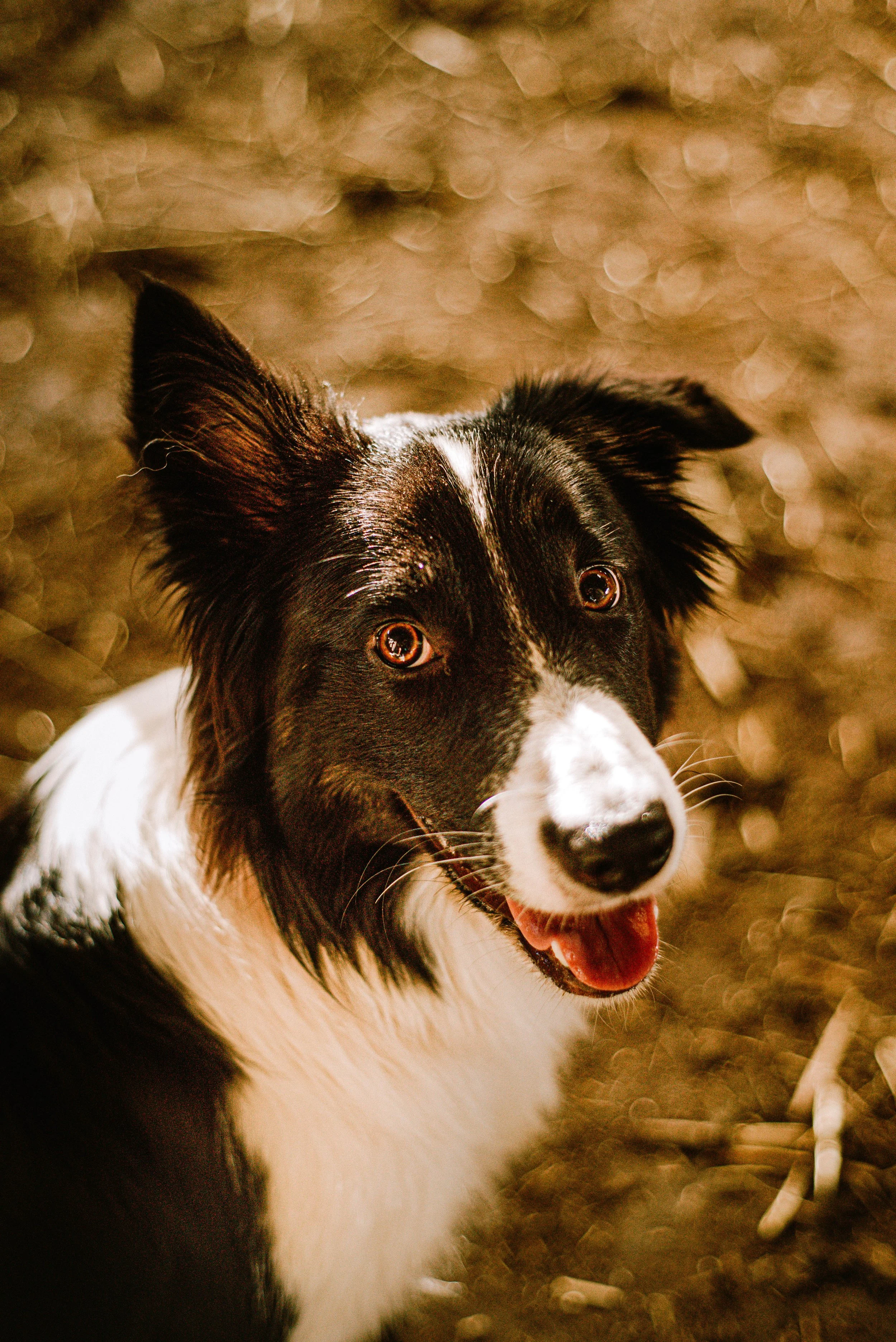 Close-up of a black and white Border Collie dog with one ear up, sitting outdoors with a blurred background of brown foliage.