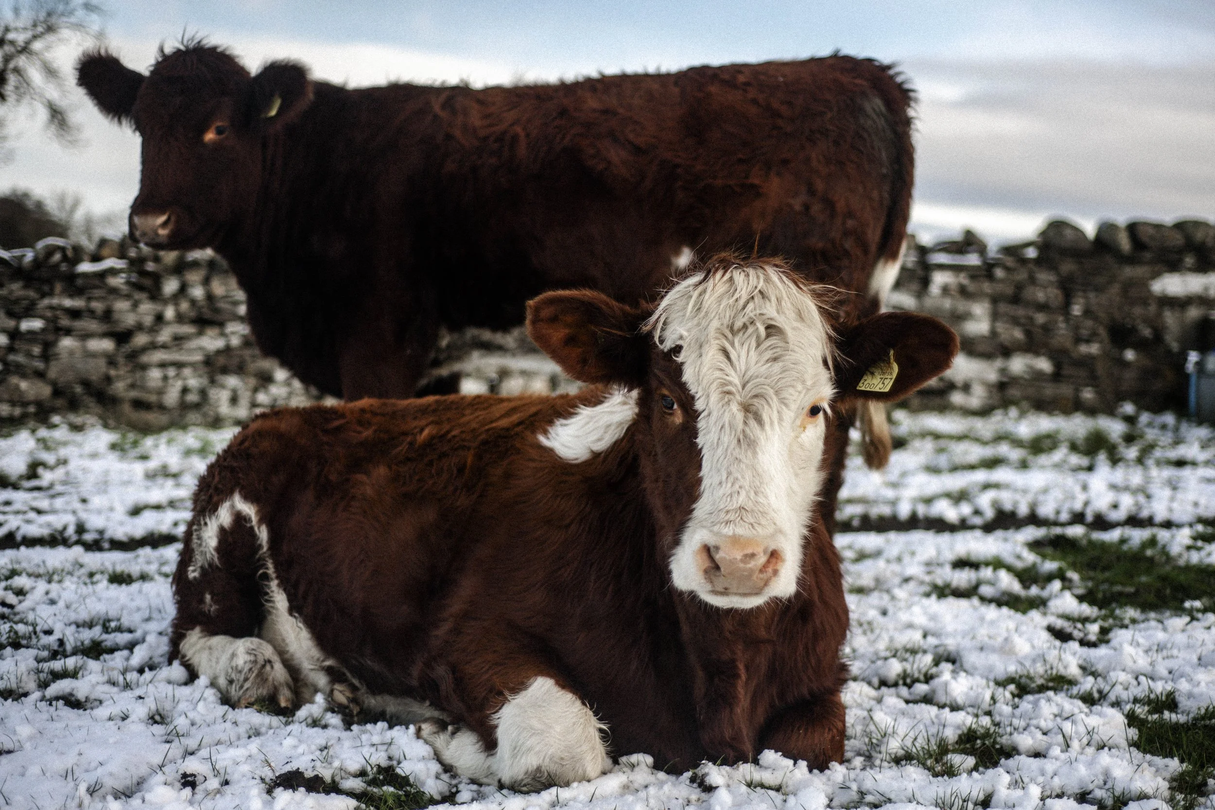 A brown cow and a calf standing on snow-covered ground with a stone fence in the background.