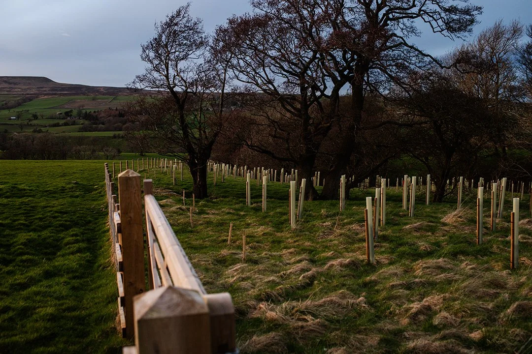 A grassy field with new tree plantings caged with protective tubes, a wooden fence running through the scene, and mature leafless trees in the background under a cloudy sky.