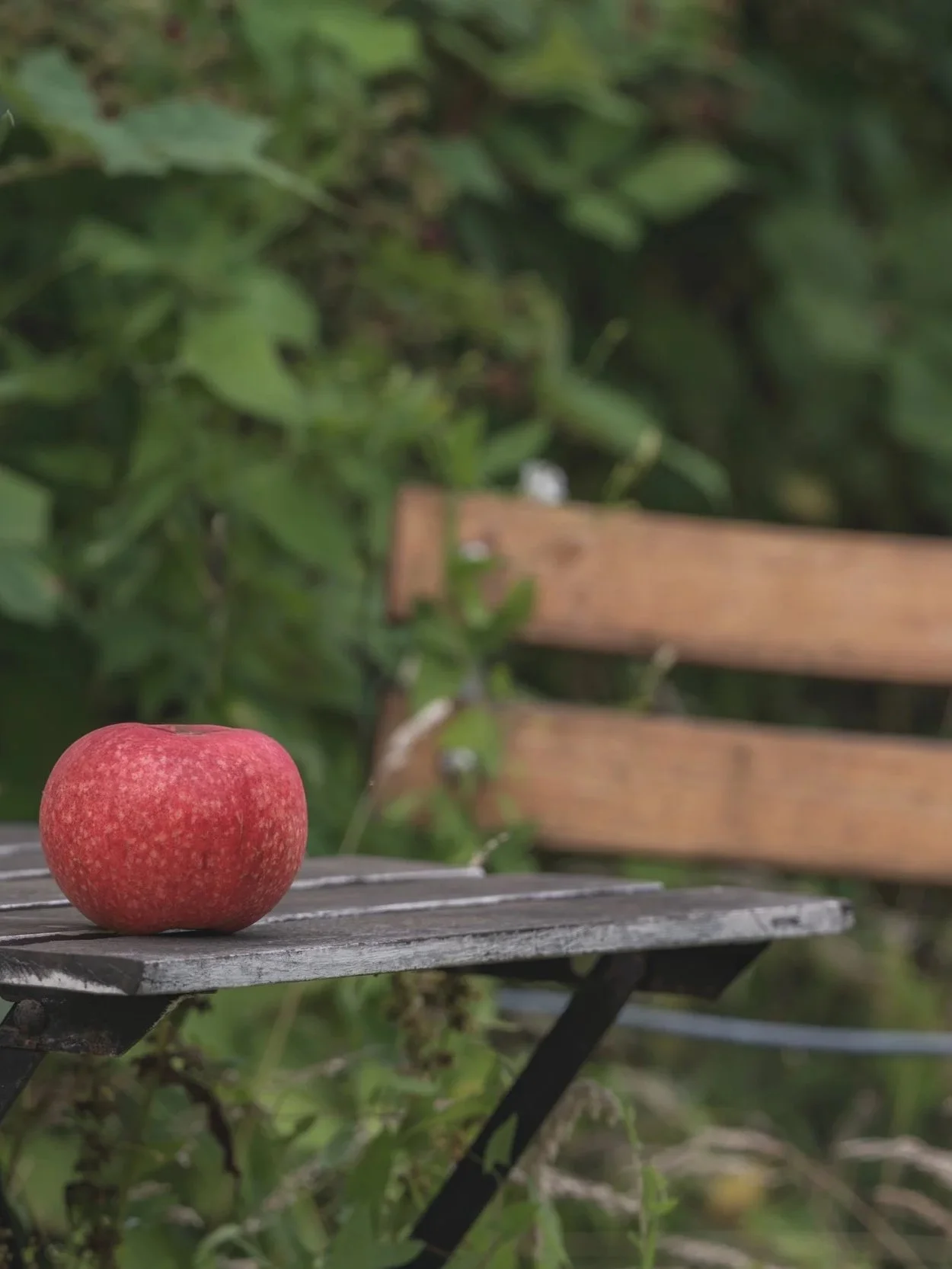 Roter Apfel liegt auf einem grauen Holztisch im Freien, im Hintergrund grüne Blätter und ein Holzstuhl.