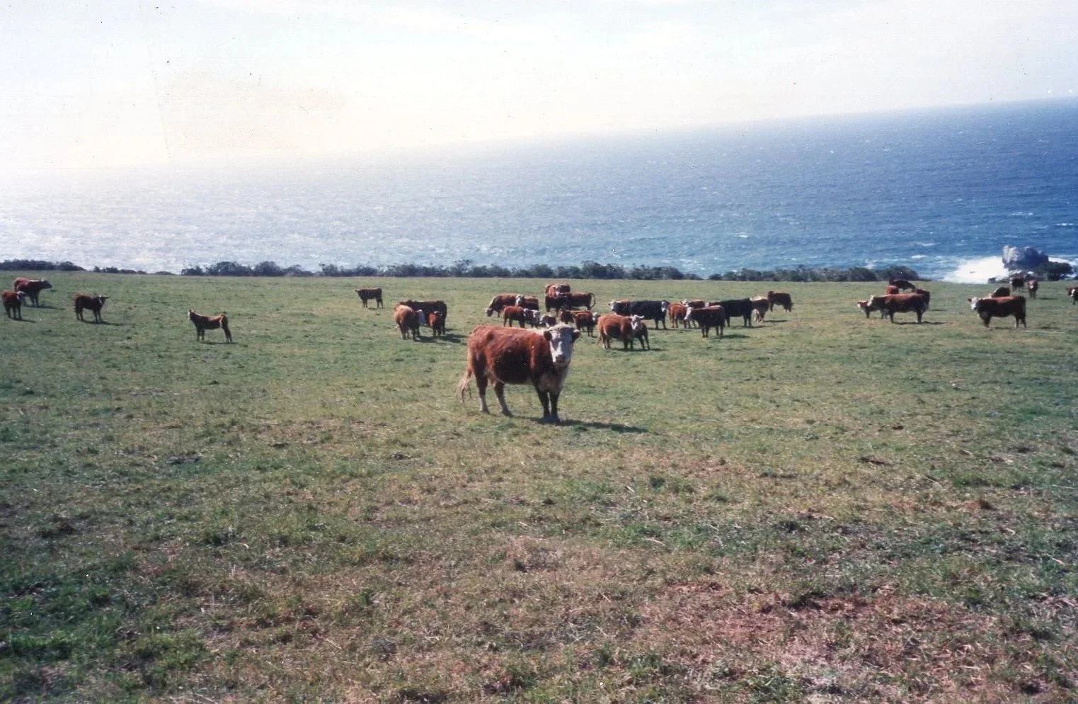 Field photograph, herd near Highway 1