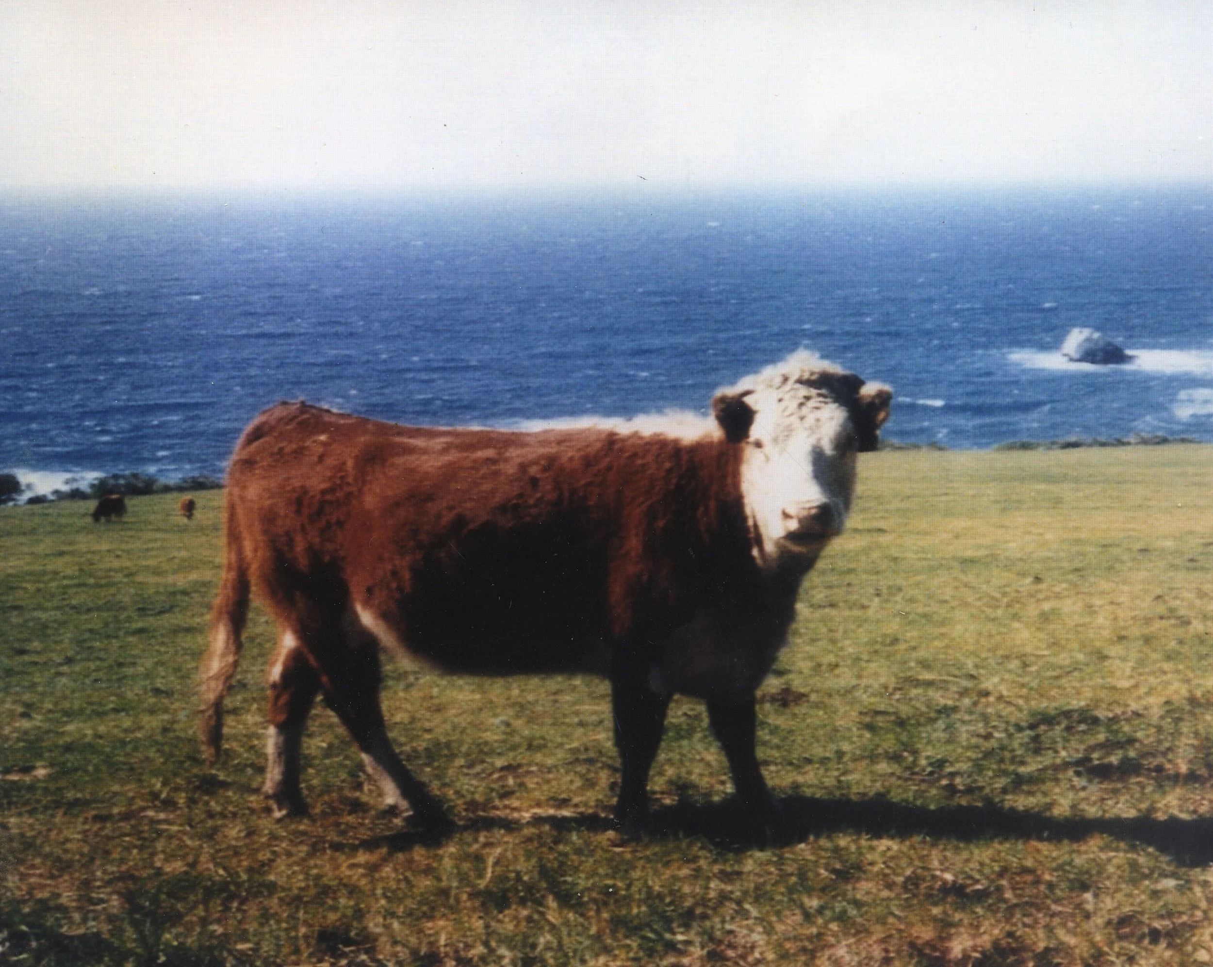 Big Boy, the steer from the Highway 1 encounter, at close range