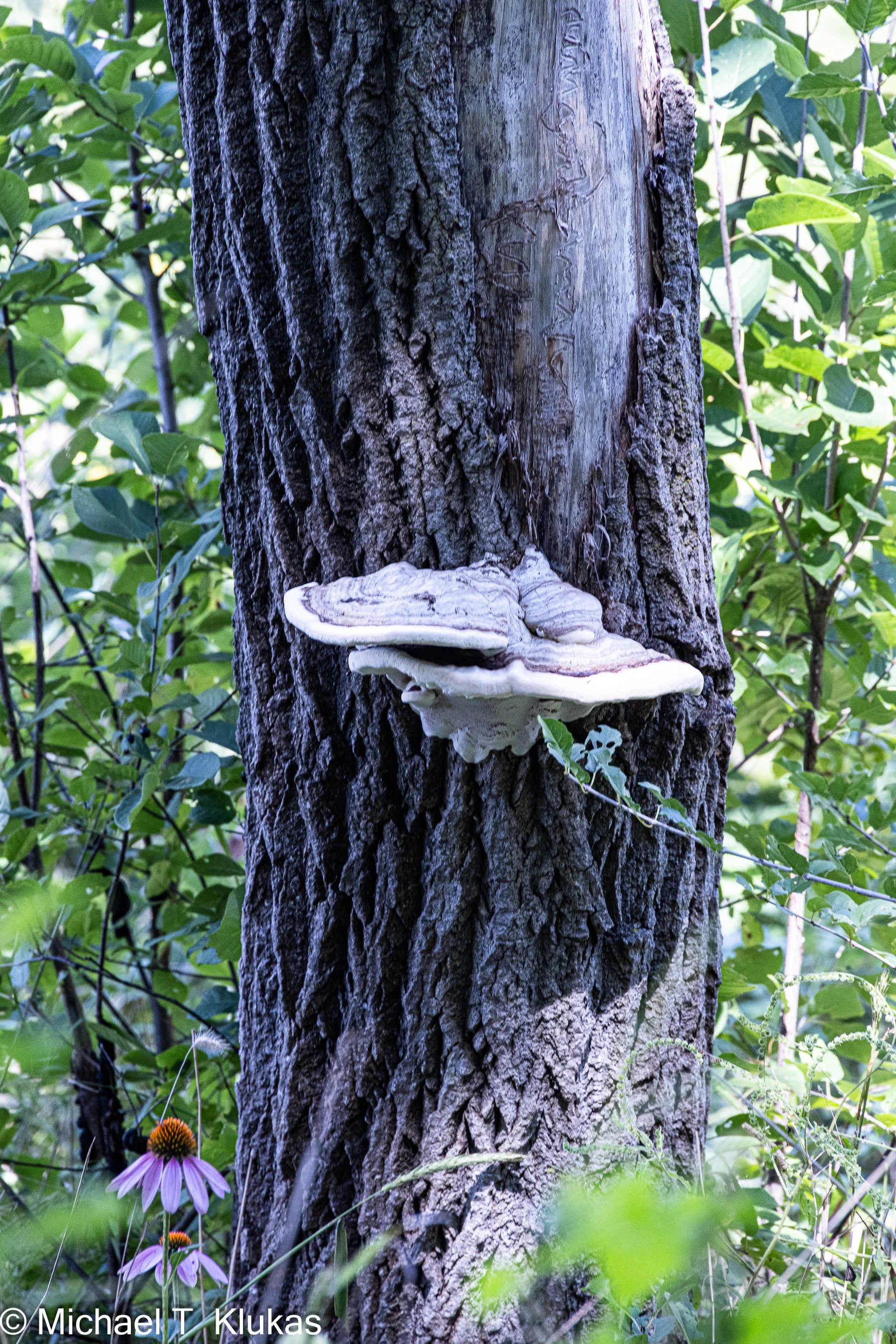 p.347 Giant Mushroom Tree