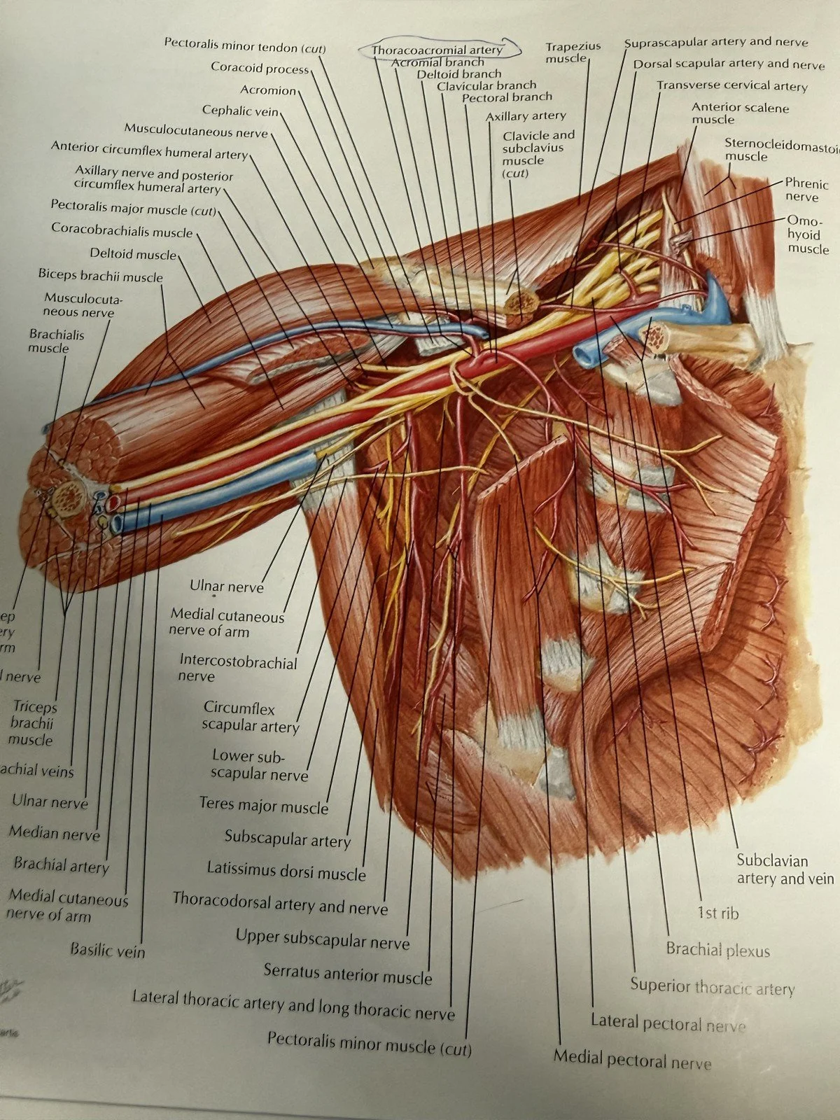 The armpit and axillary web
