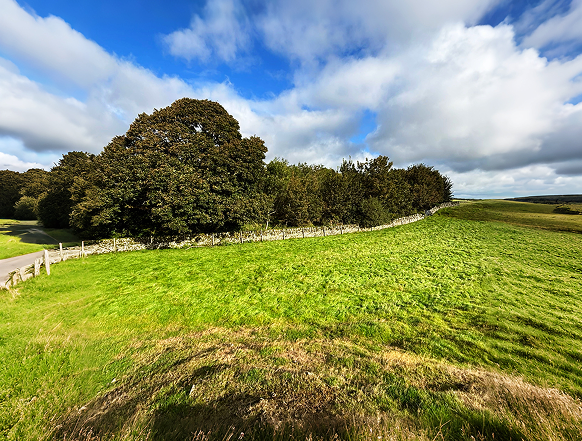 Woodland scenery in Dumfries and Galloway with open views, unspoiled nature