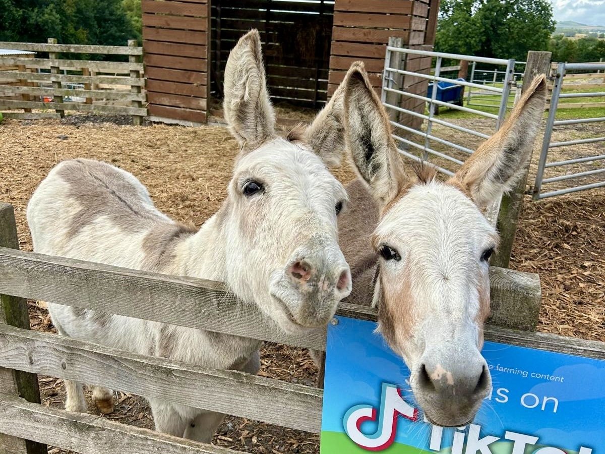 Dalscone Farm Fun: Family activity in Dumfries