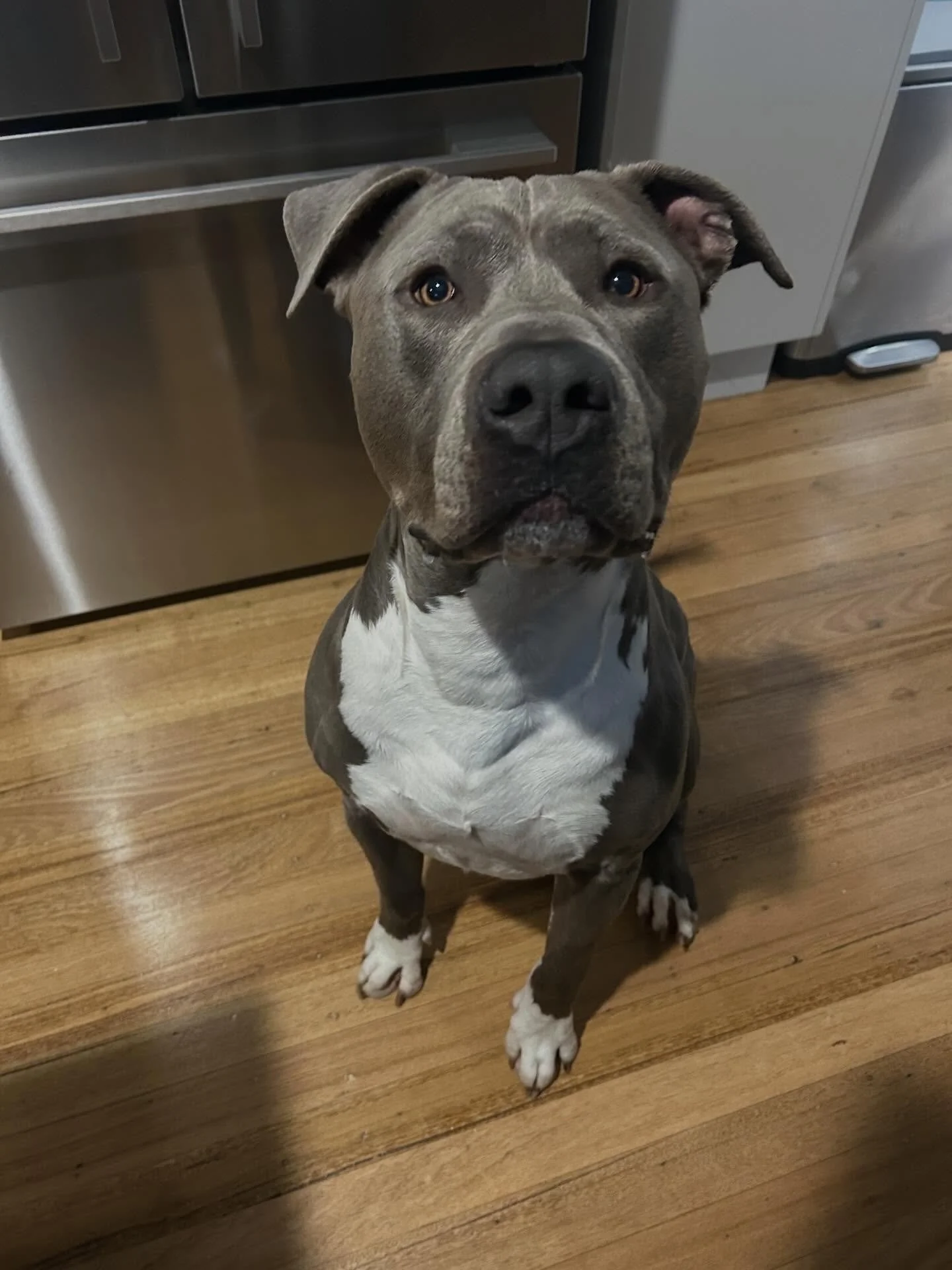 An absolute pleasure to see Zuko again 🤍🐾

#dogsofinstagram #petsitter #petsittersofinstagram #dogwalkersofintagram #dogwalker