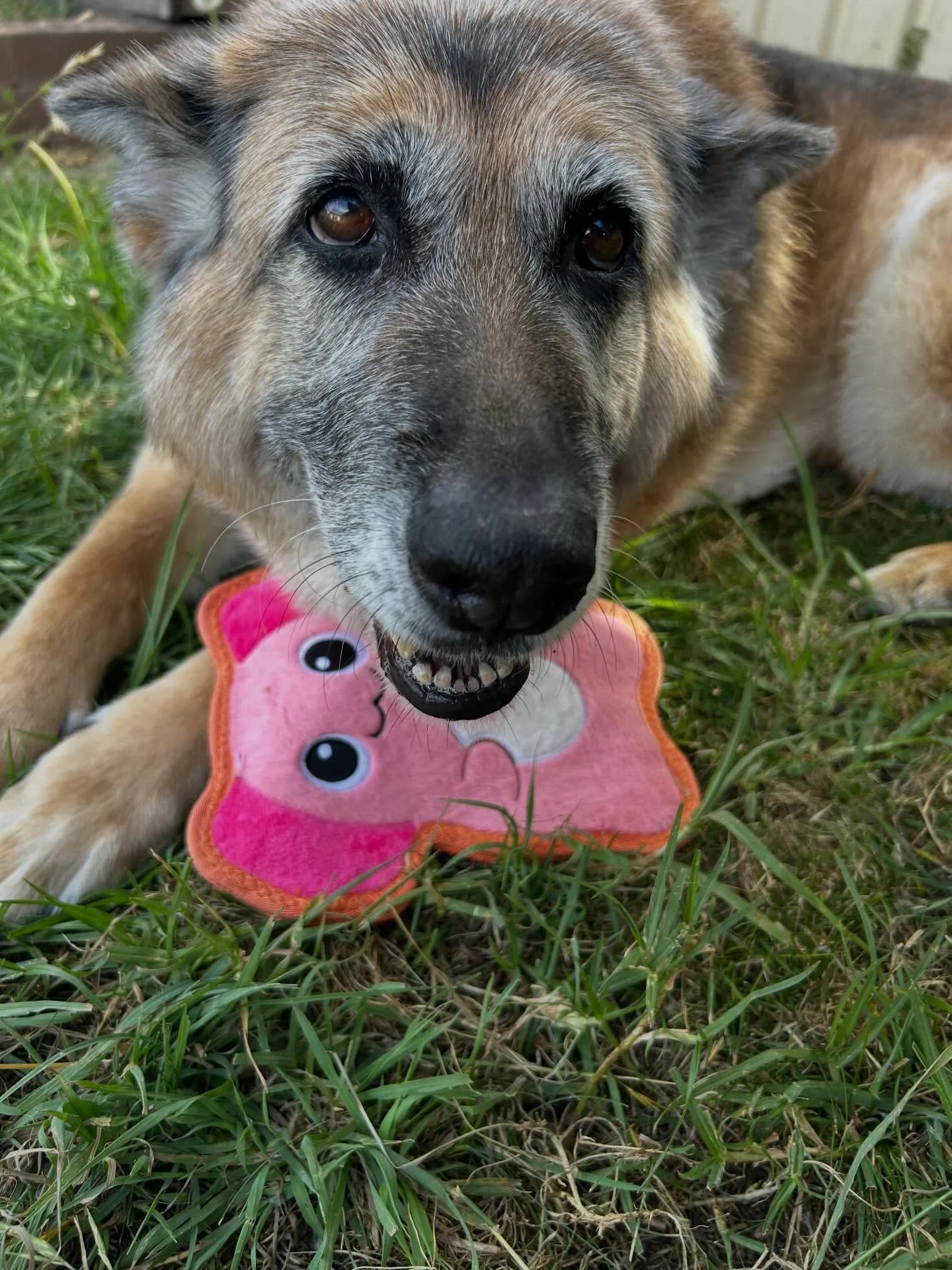 3 years later and Sussy still is an absolute ball of fluffy energy 🩷

It&rsquo;s been a genuine pleasure to take care of her again, her smile will always be so infectious