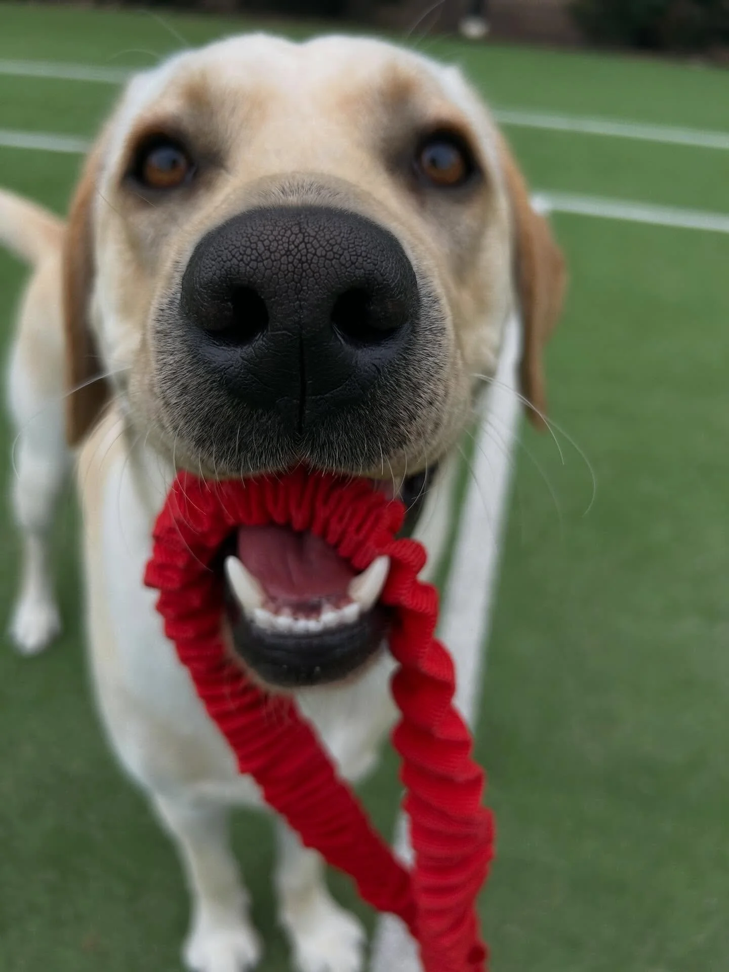 Say hi to Benji! He&rsquo;s a 1 year old Labrador and such a photogenic cutie 🩵🐾
Absolute pleasure to give him so many hugs and zoomies 🩷