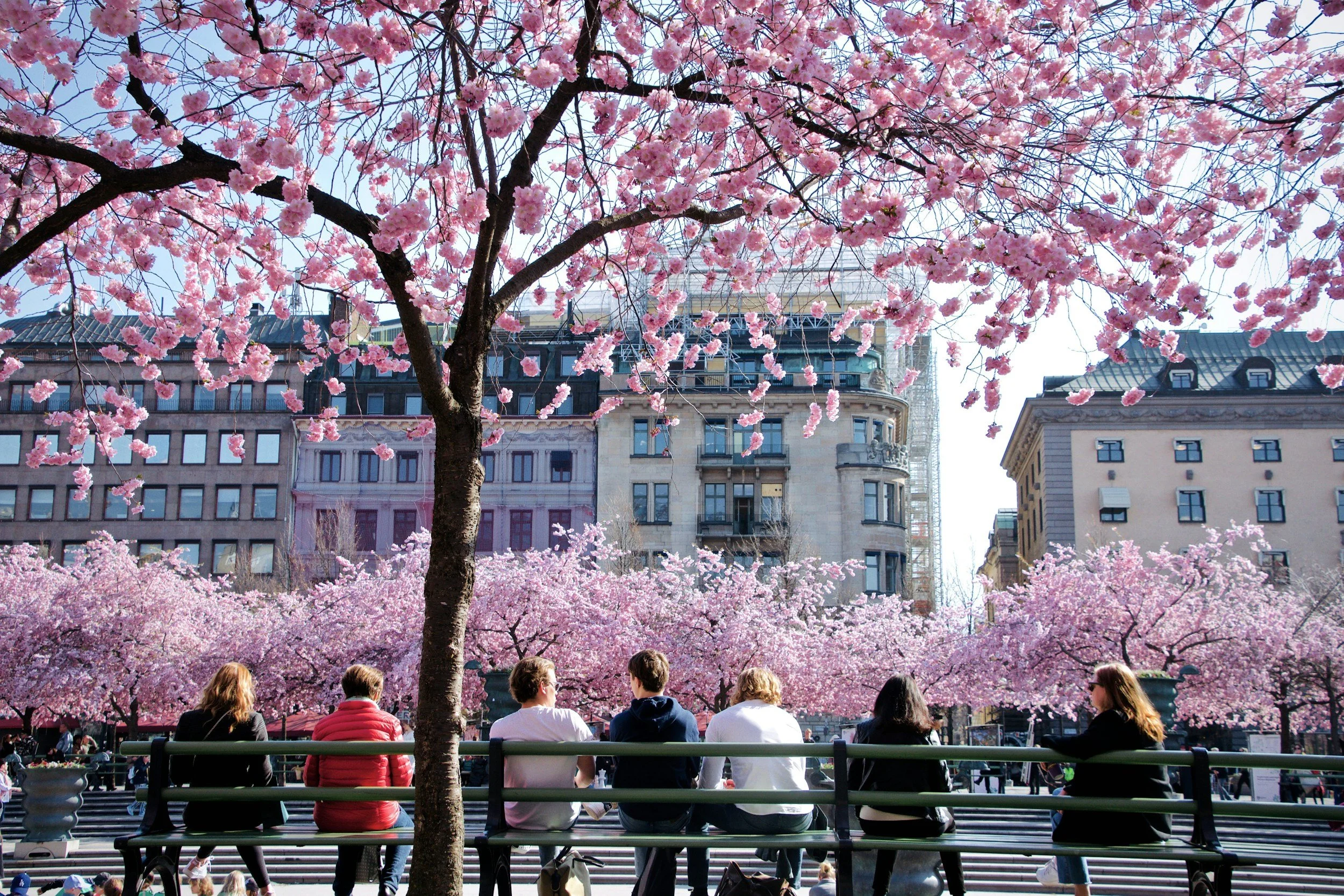 Visitors relaxing beneath pink cherry blossoms in Kungsträdgården park, central Stockholm, Sweden.