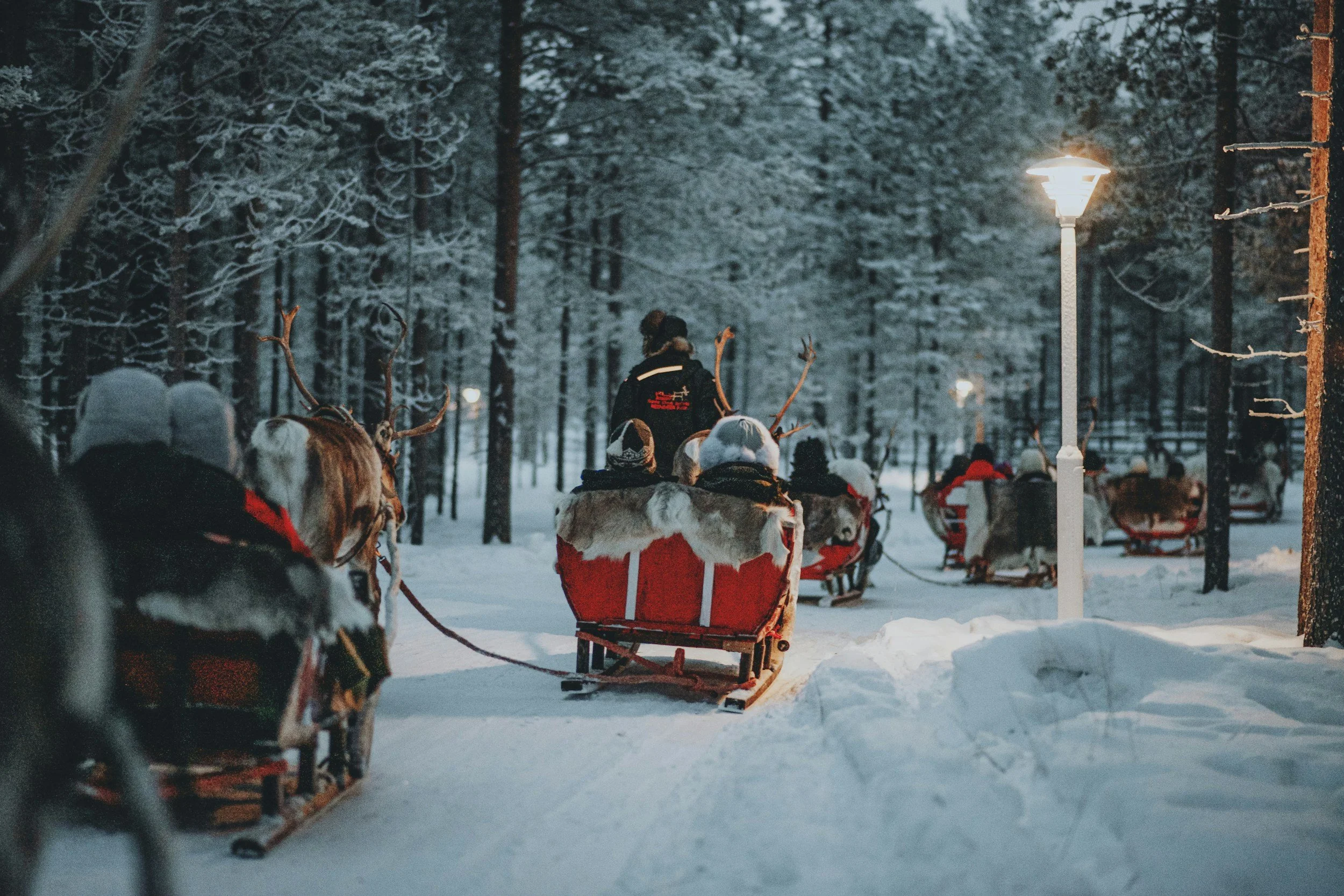 Visitors travel in reindeer-drawn sleighs through a snow-covered forest in Finnish Lapland.
