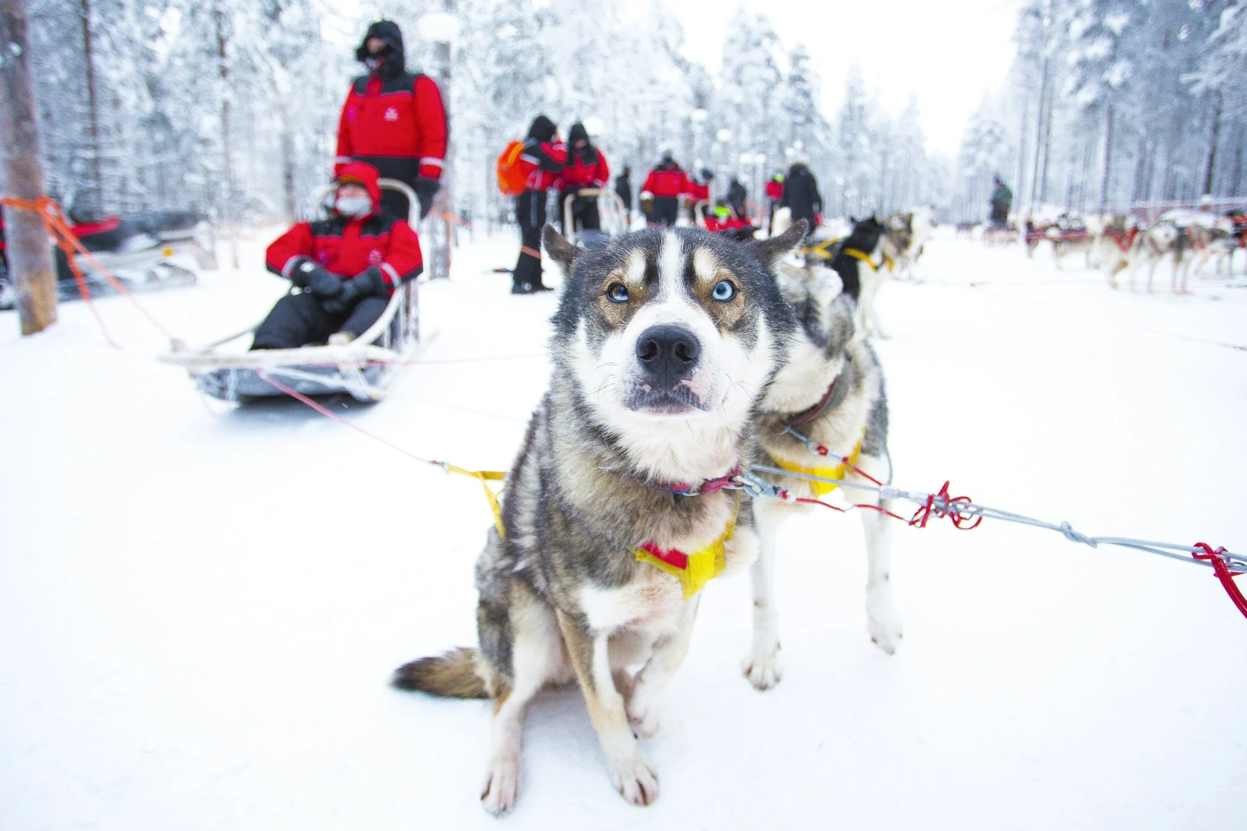 A blue-eyed husky waits in harness as visitors prepare for a sled ride through a snowy forest in Rovaniemi.