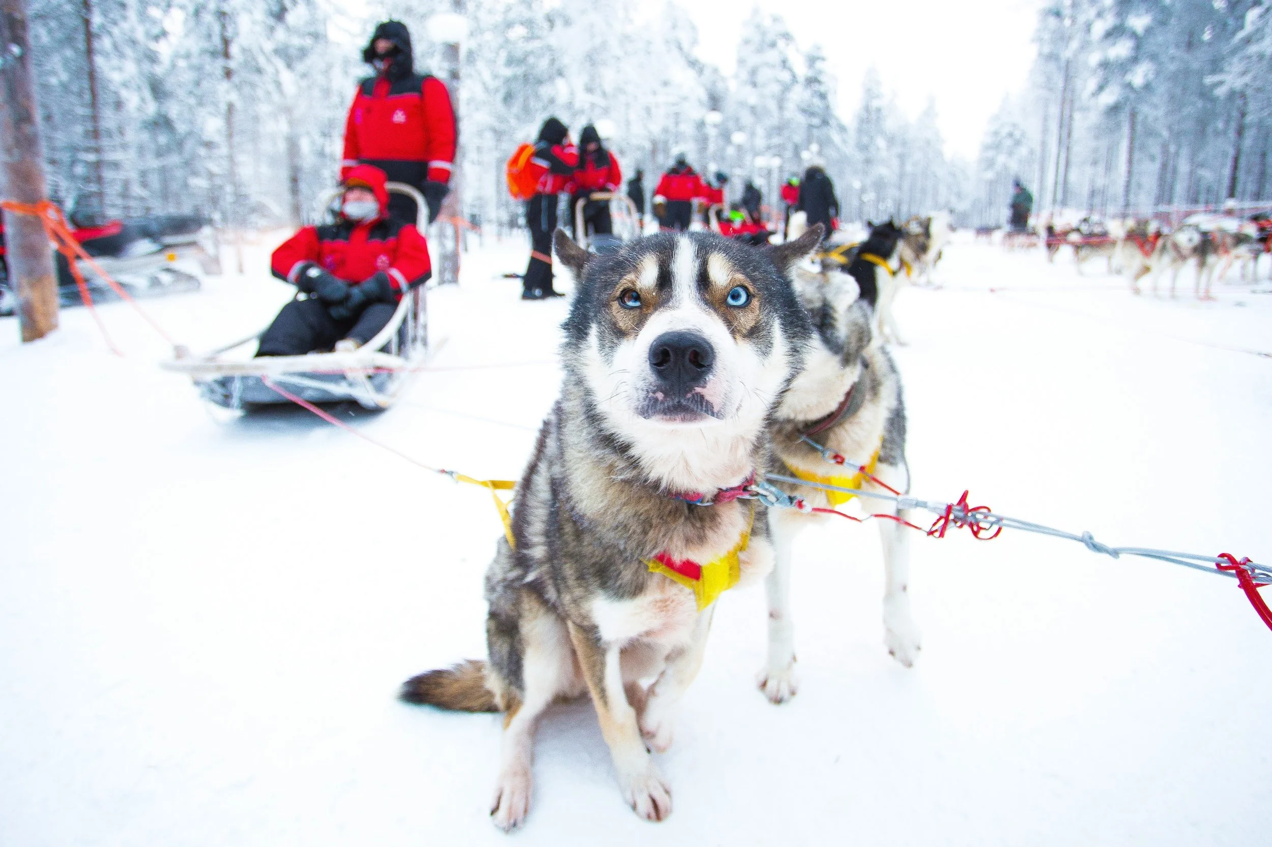 Lapland Christmas Holidays 2026: Is It Too Late to Book?