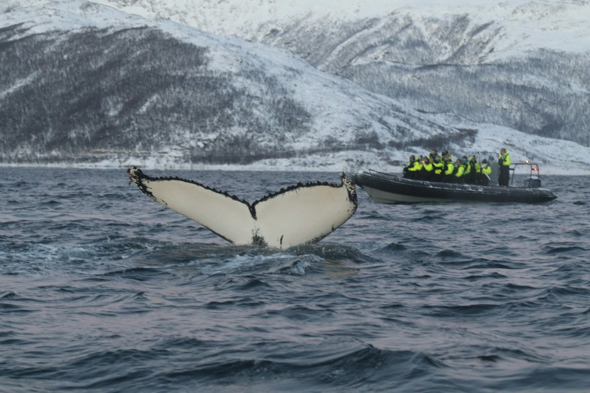 A humpback whale raises its tail from the sea beside a whale-watching boat with snowy mountains near Tromsø, Norway.