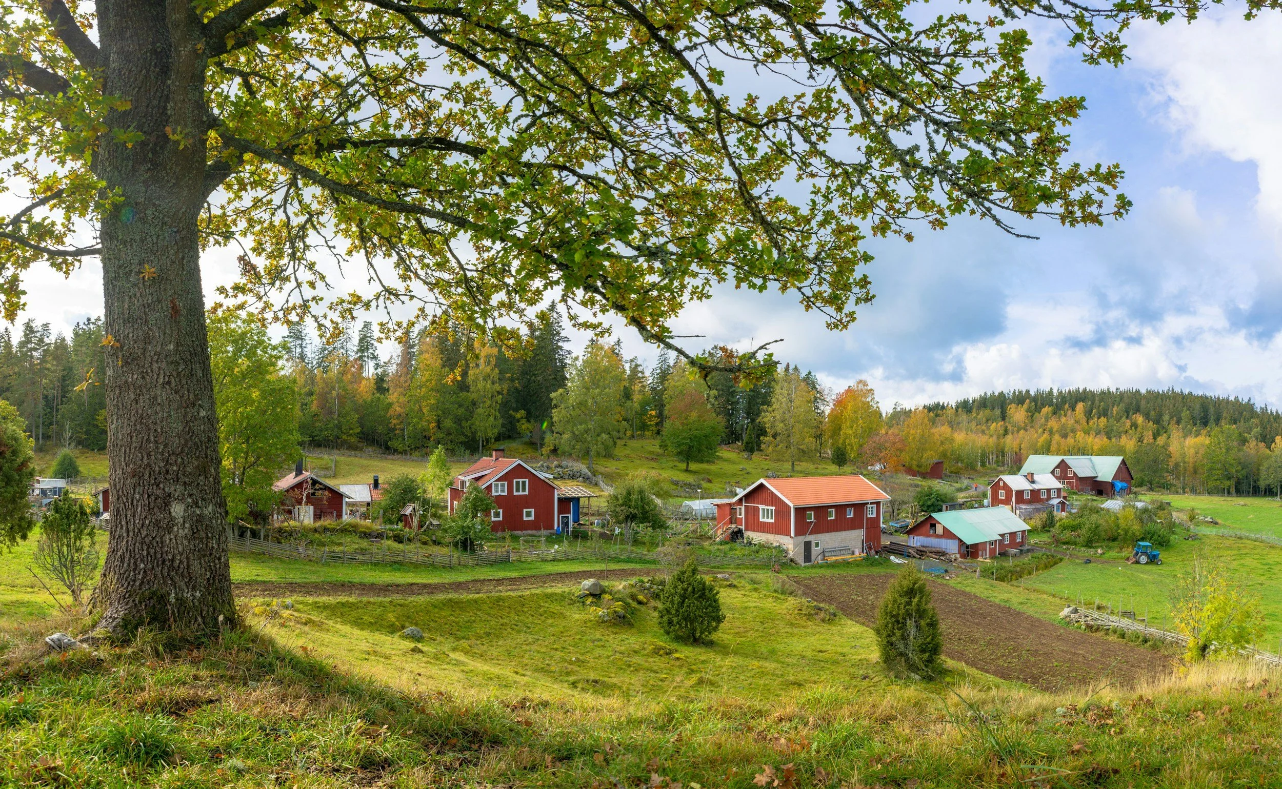 Traditional red wooden houses surrounded by fields and colourful forest in the Swedish countryside.
