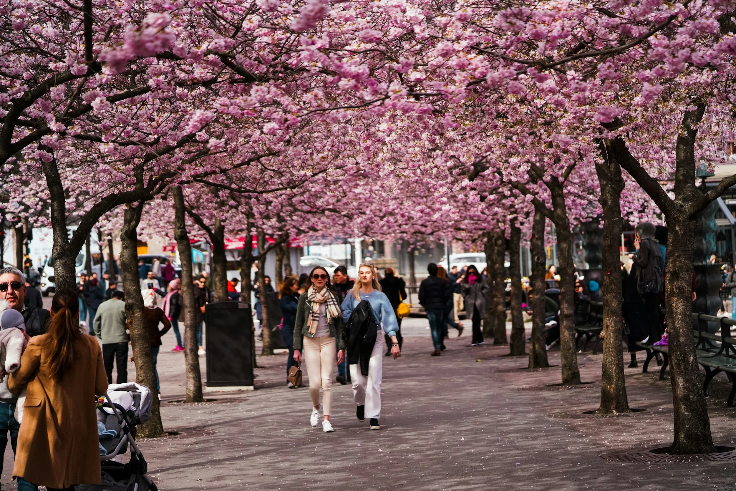 People walk beneath rows of pink cherry blossom trees in Stockholm during spring.