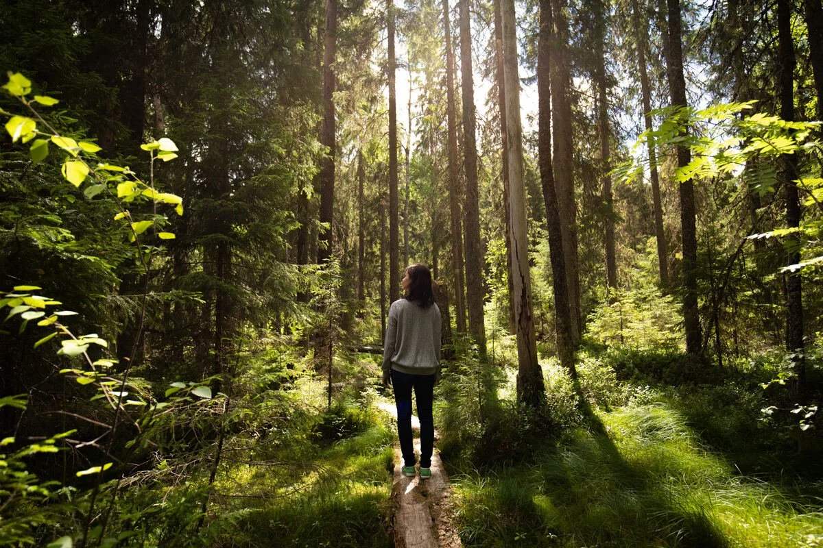 A traveller walks along a narrow wooden path through a sunlit forest in Finland’s Lakeland region.