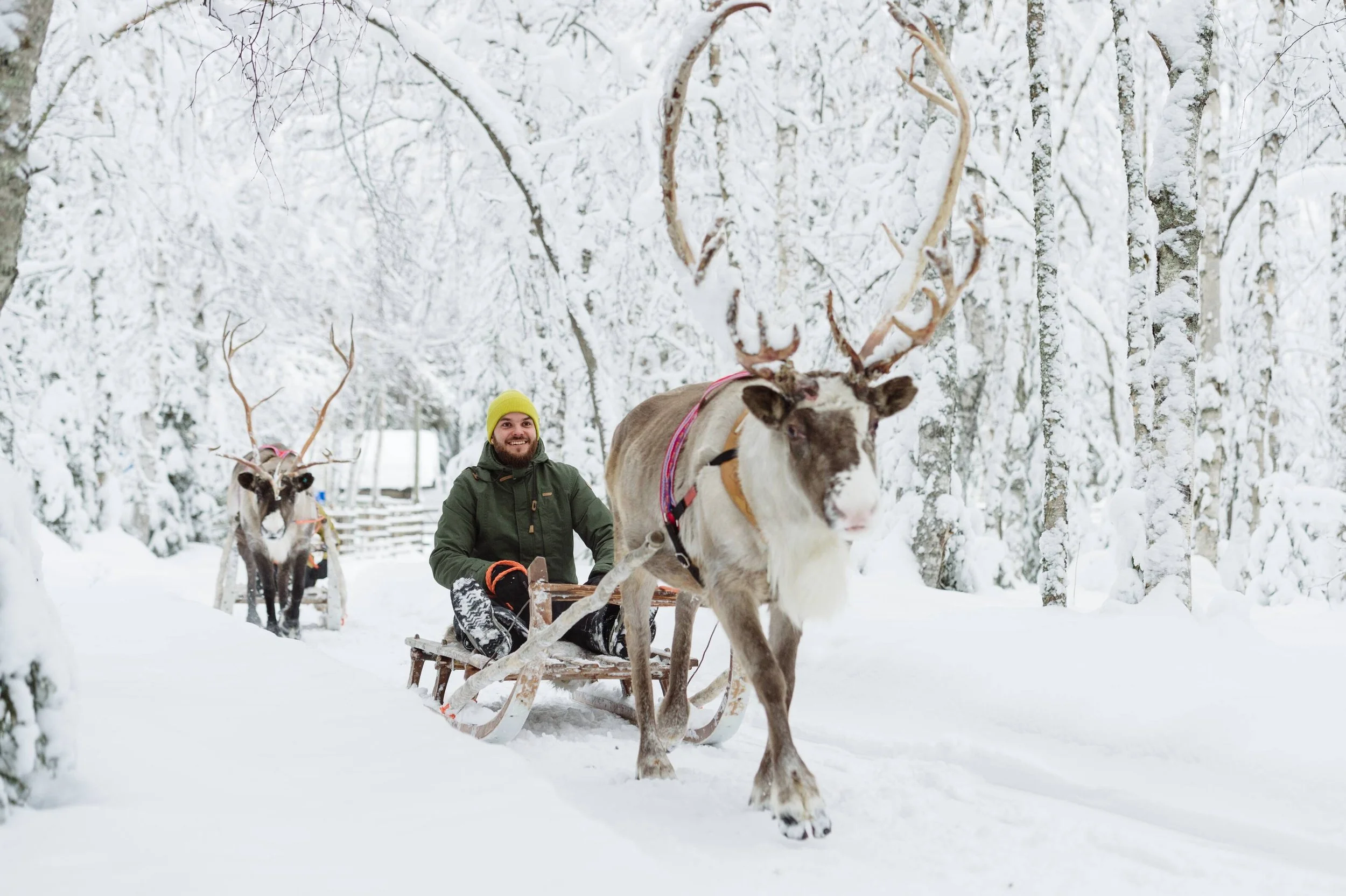A traveller rides a reindeer-drawn sleigh through a snow-covered forest in Rovaniemi, Finnish Lapland.