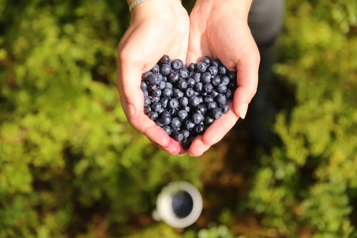 Hands holding freshly picked wild blueberries in a forest in Inkoo, Finland.