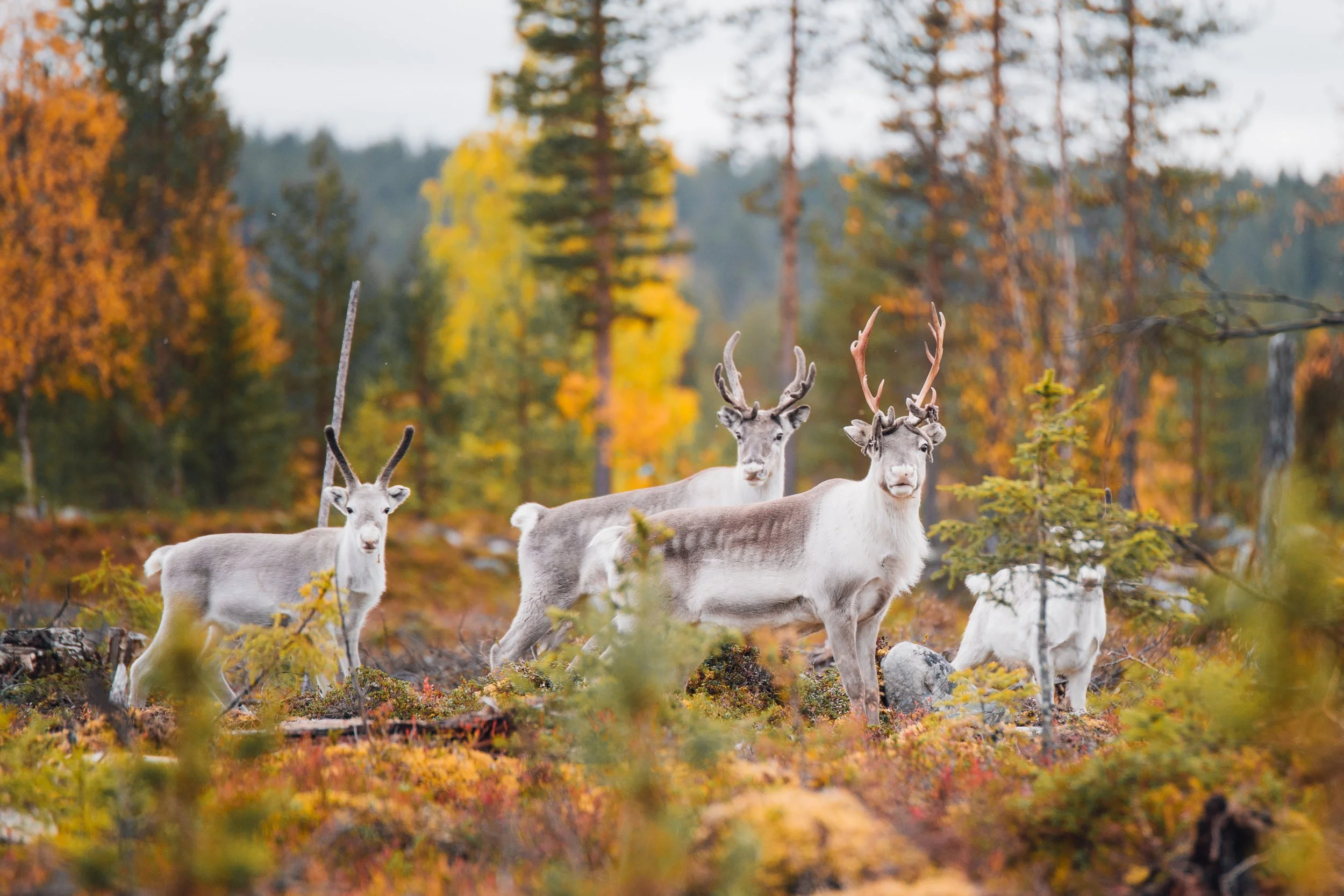 Reindeer standing among colourful autumn woodland in Pallas-Ylläs National Park, Finnish Lapland.