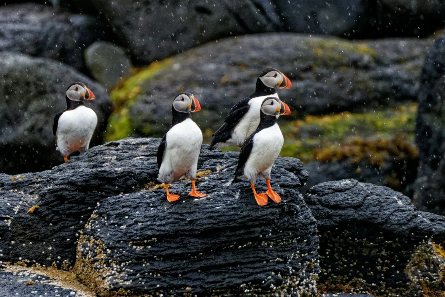 Four Atlantic puffins standing together on dark coastal rocks in Iceland.