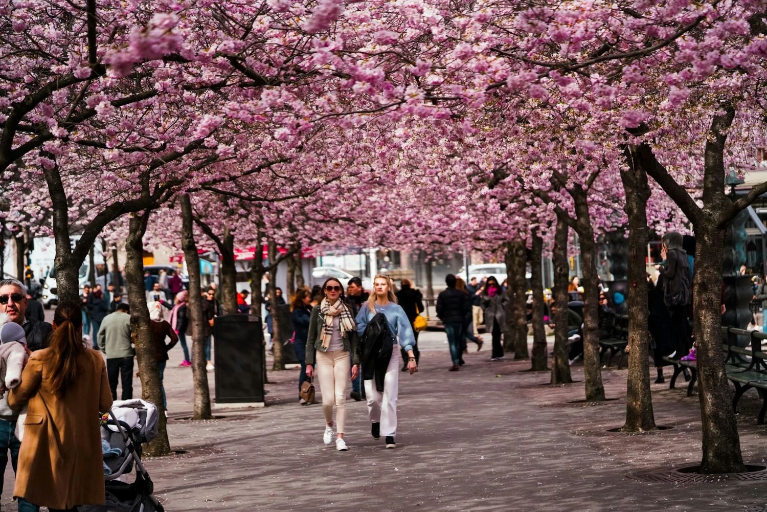 People walk beneath rows of pink cherry blossom trees in Stockholm during spring.