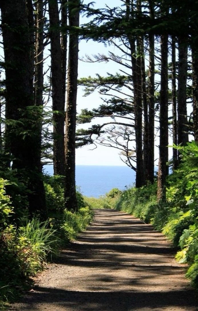 A dirt trail through a dense forest with tall trees and green foliage, leading to a view of the ocean in the distance.