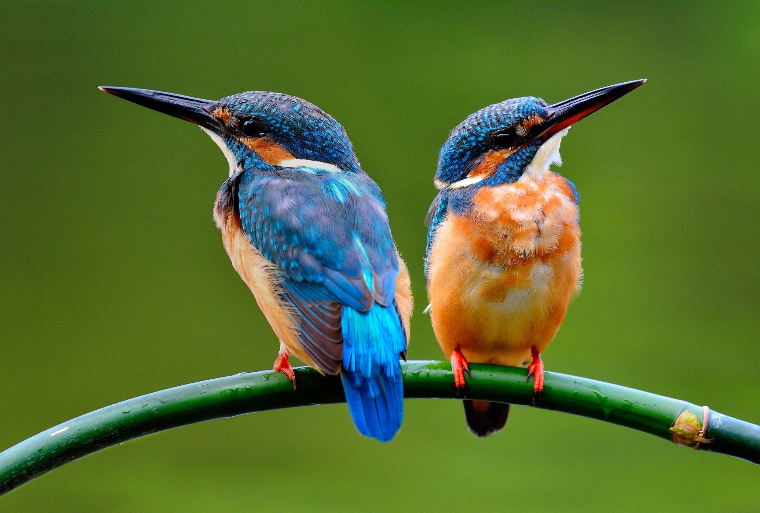 Two brightly colored kingfisher birds perched on a green branch with a blurred green background.