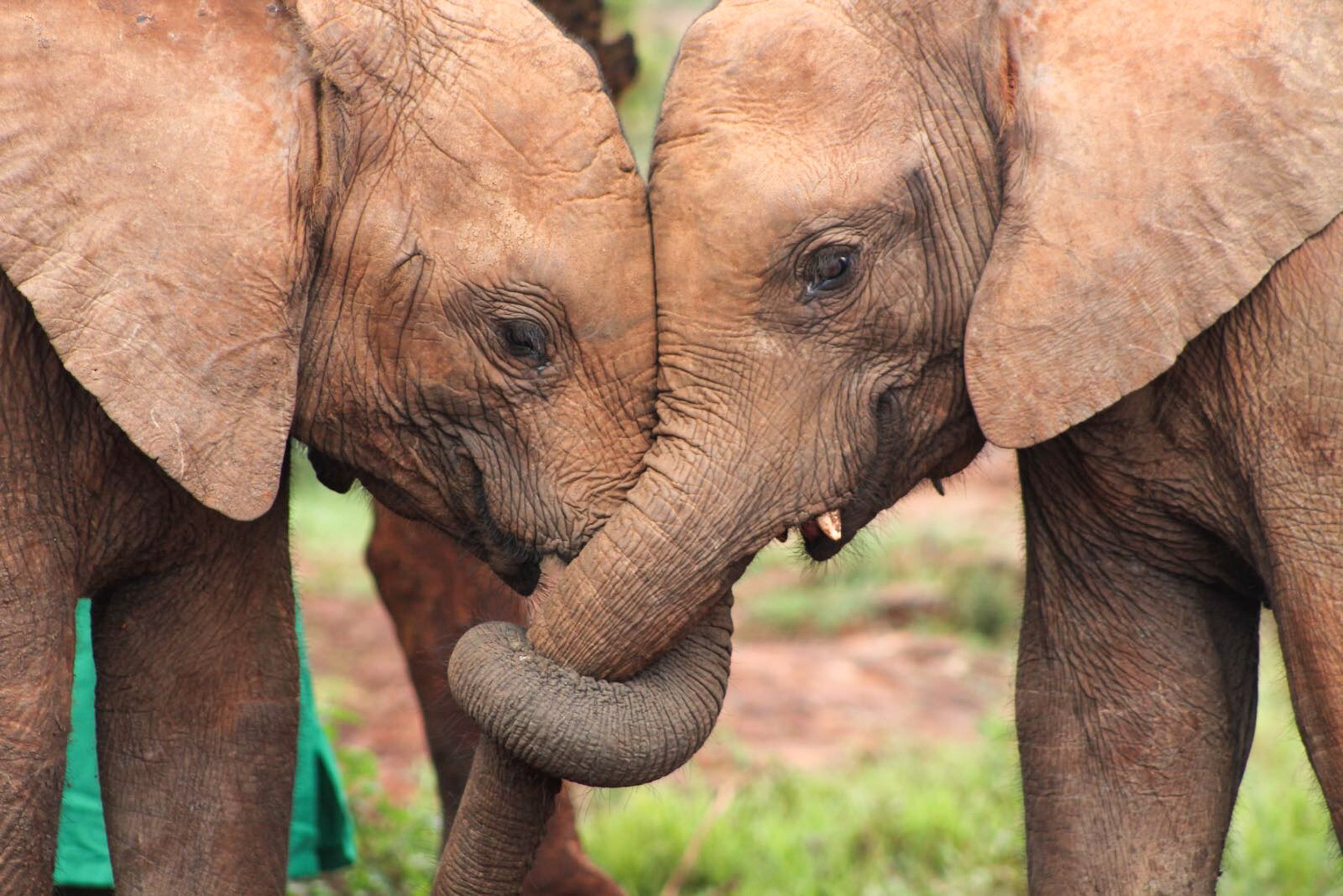 Two baby elephants touching trunks and heads, standing close together outdoors.