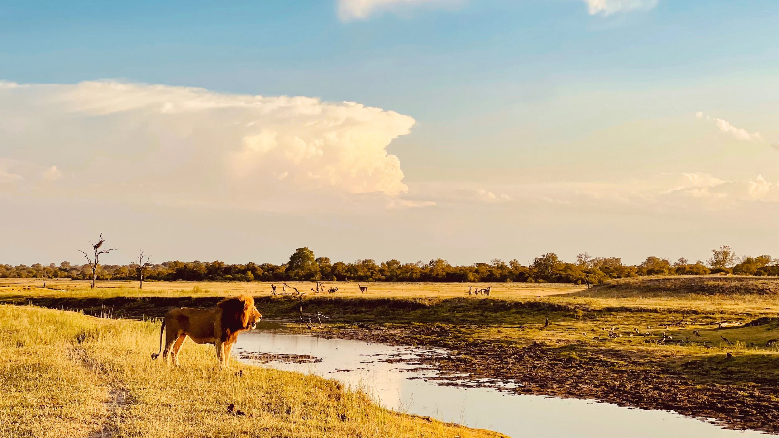 A savanna landscape with a lion near a water body, dry trees, and grazing animals, under a cloudy sky.