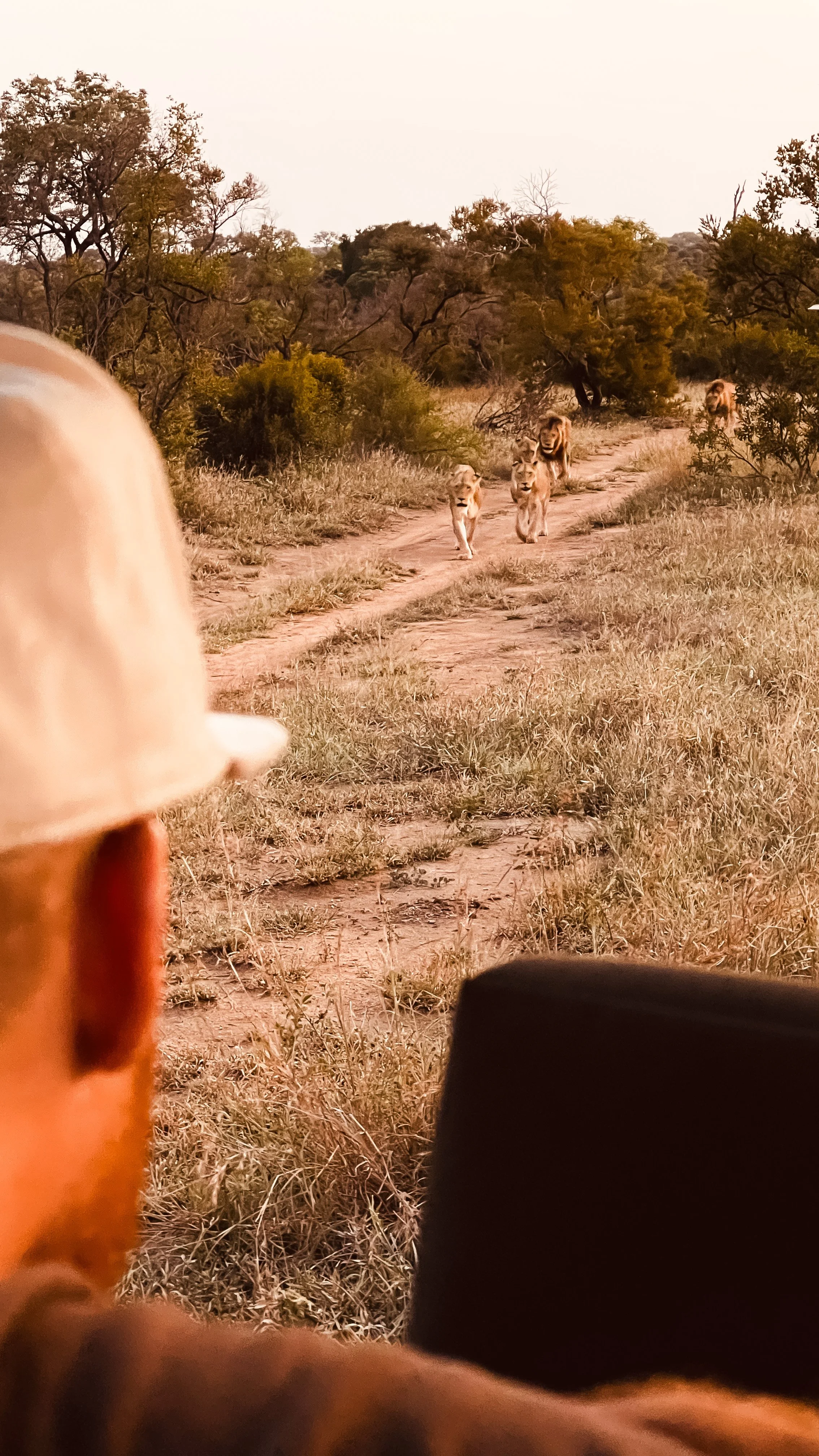 Photo taken from inside a vehicle showing a safari scene with three lions walking on a dirt path through tall grass, with trees and bushes in the background.