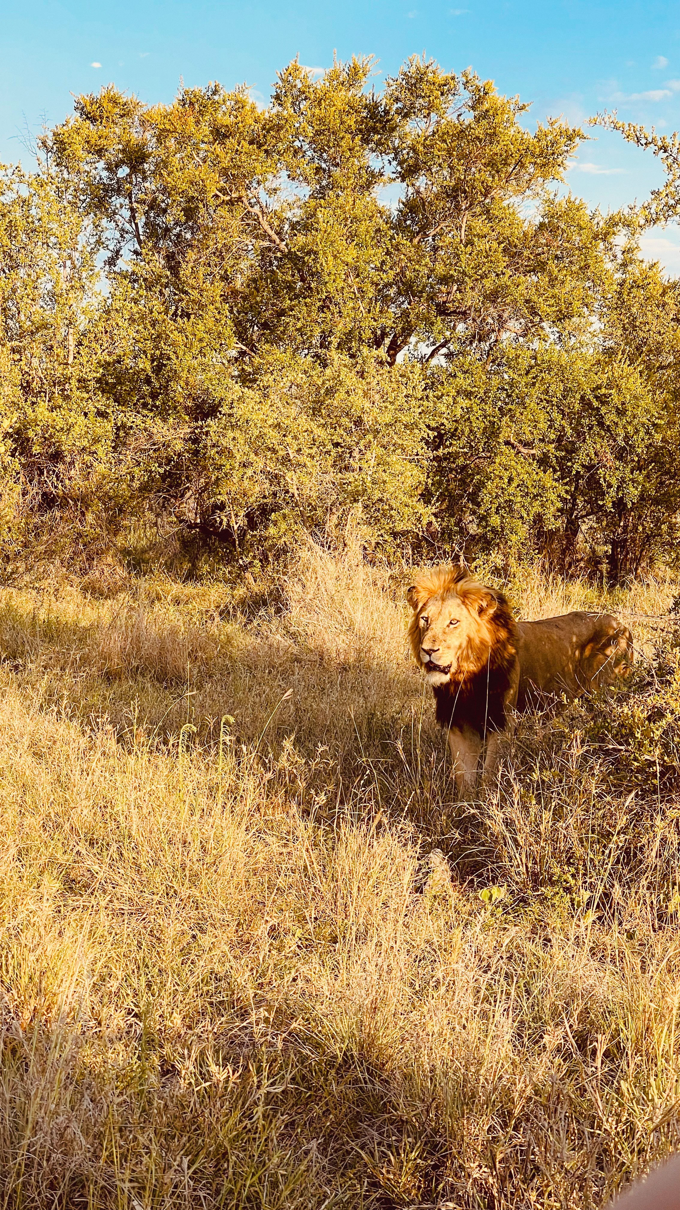 A lion walking through tall grass in a savanna with trees and a clear blue sky in the background.