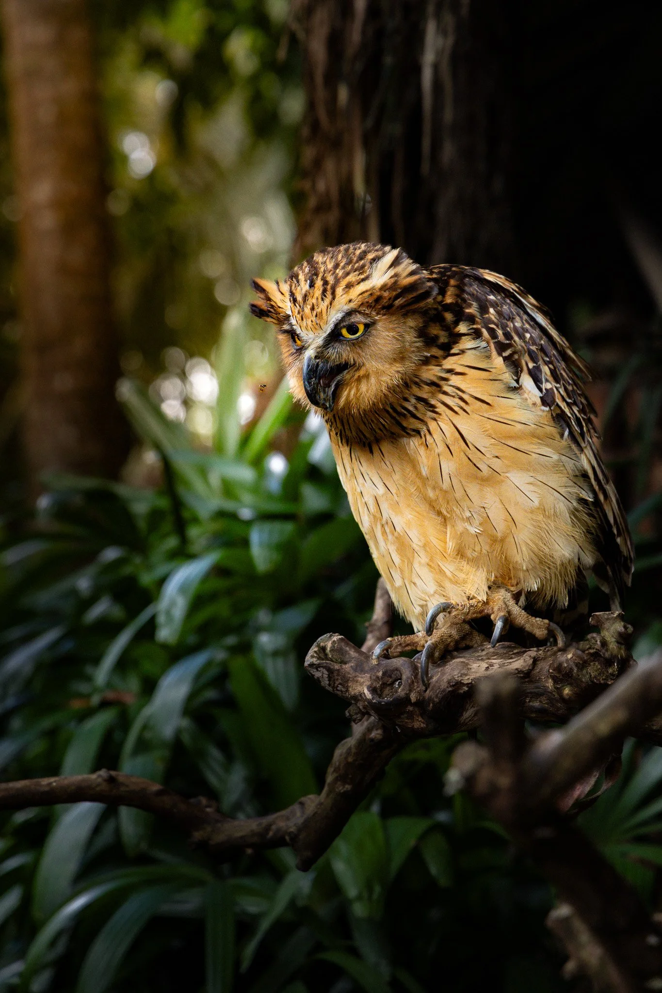 A hawk perched on a branch in a dense forest, with green foliage and blurred background.