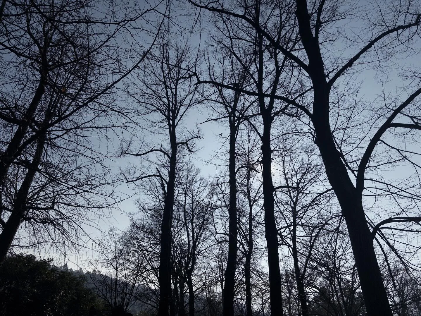 It's good to go out in the fields and pray among the trees every once in a while. I try not to lower my hands from my eyes.