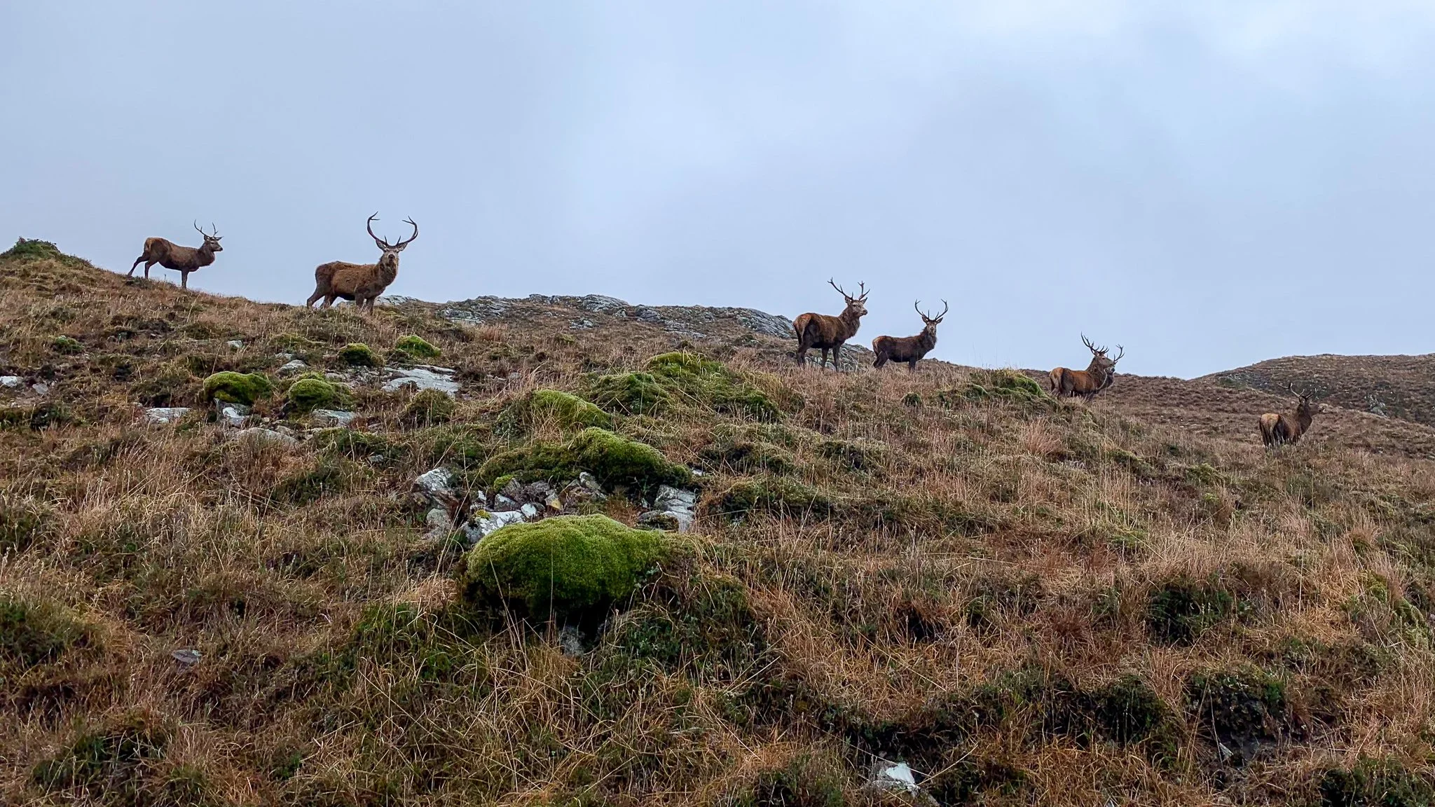 Six deer standing on a grassy hillside with moss and rocks, under a cloudy sky.