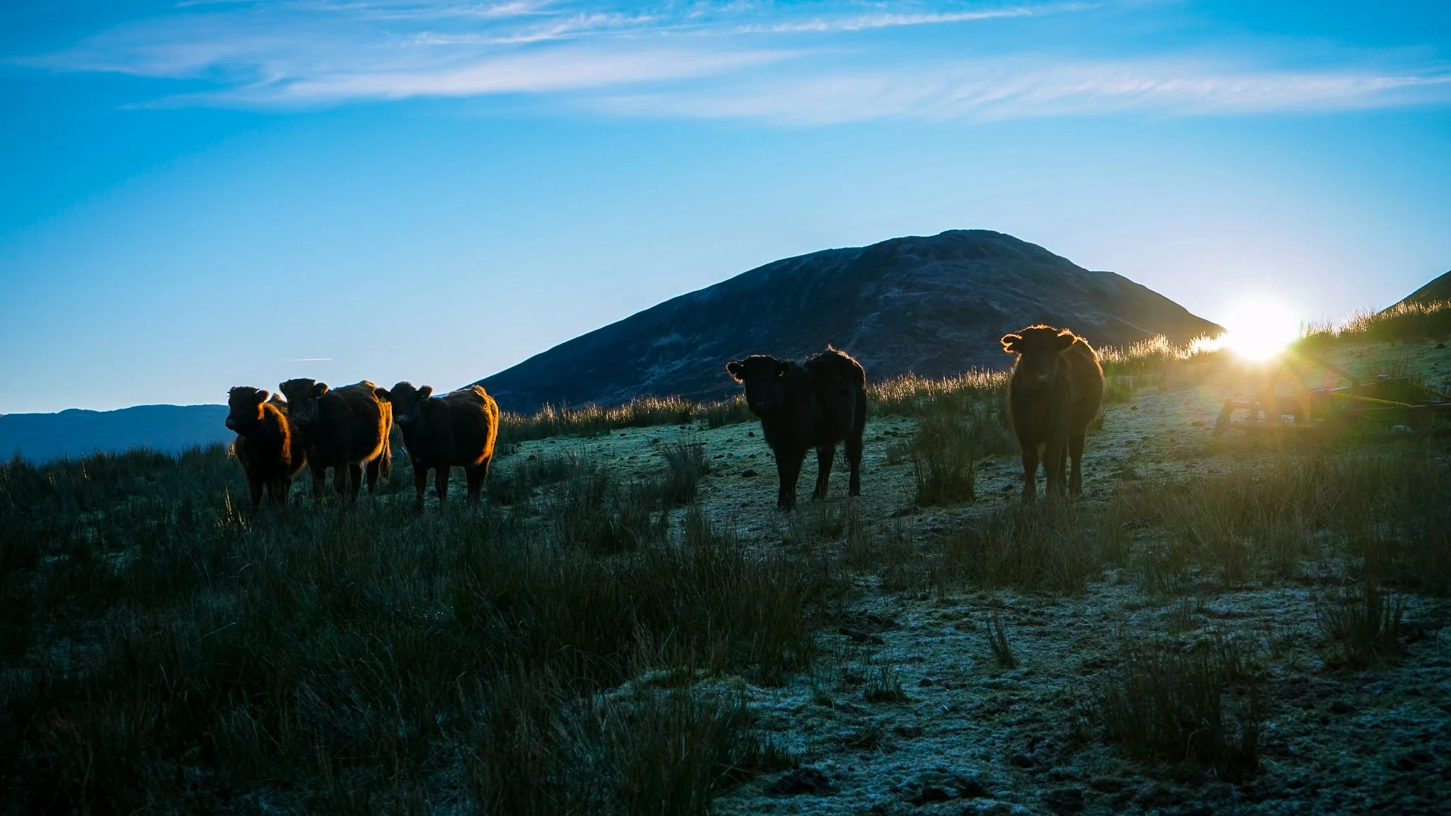 Five bison standing on a grassy hillside with mountains in the background at sunset.