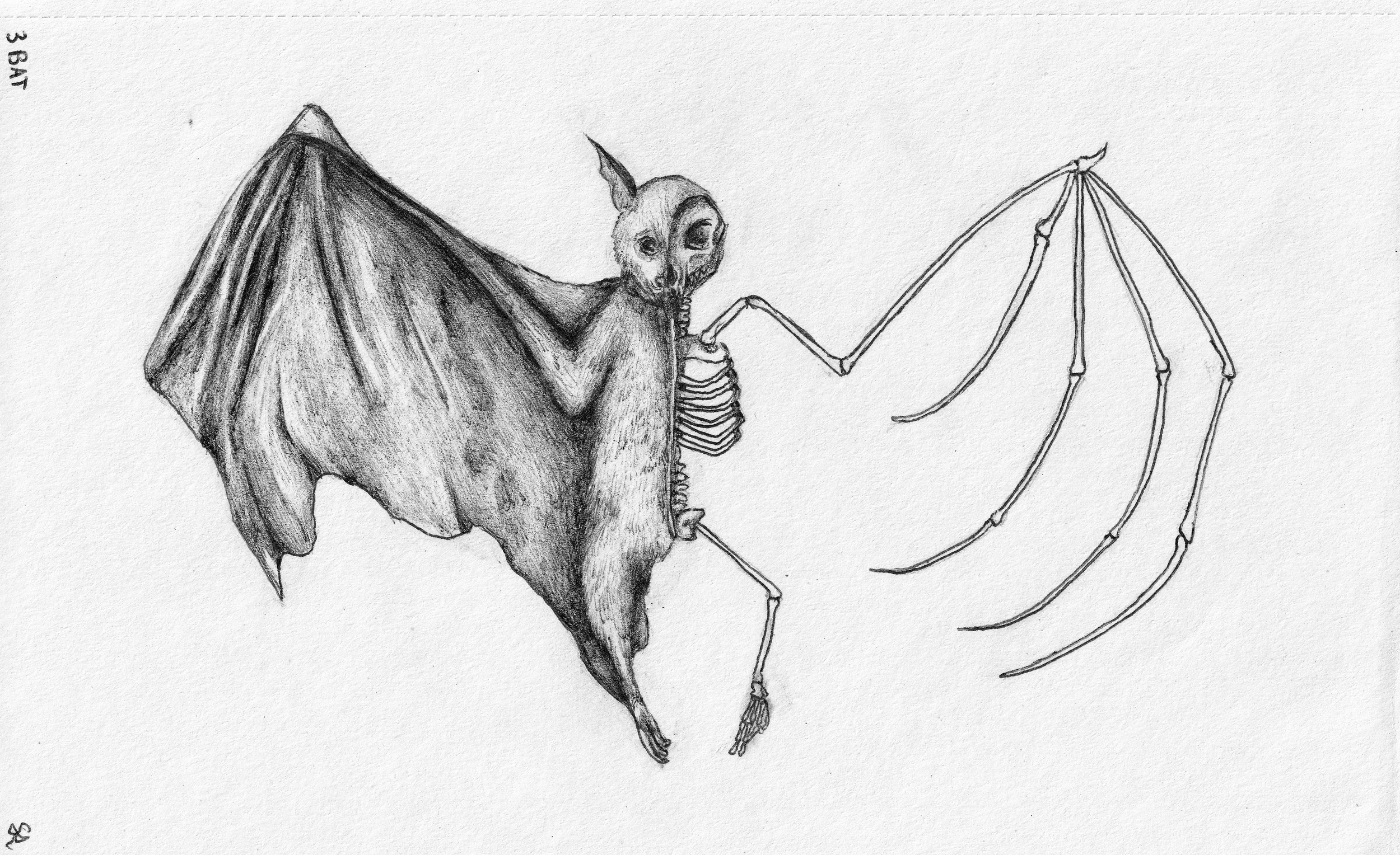 BAT
