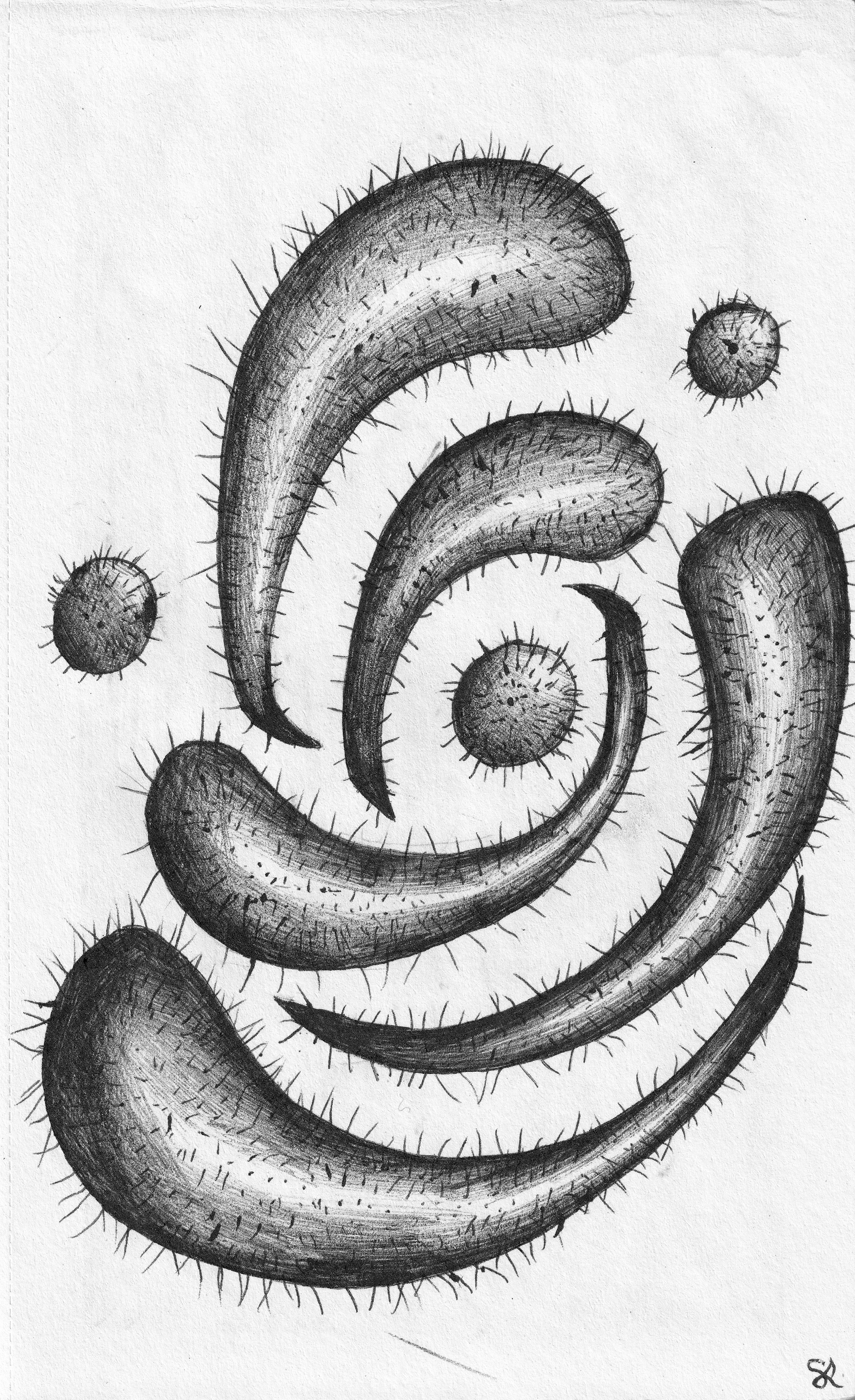 PRICKLY