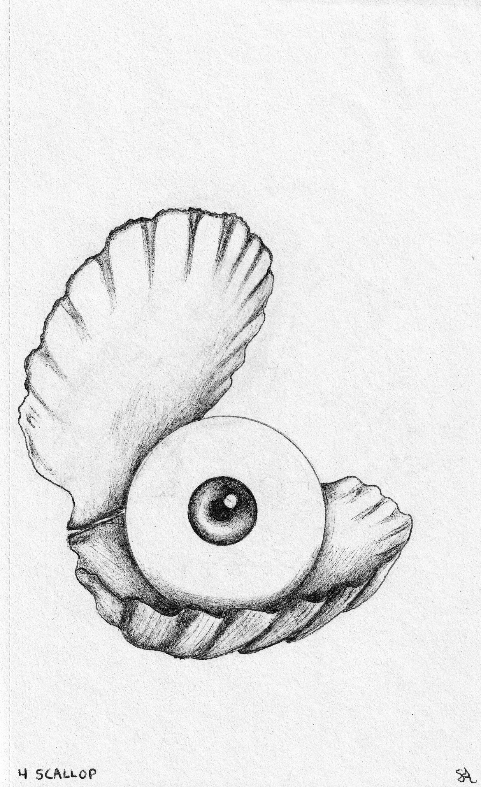 SCALLOP