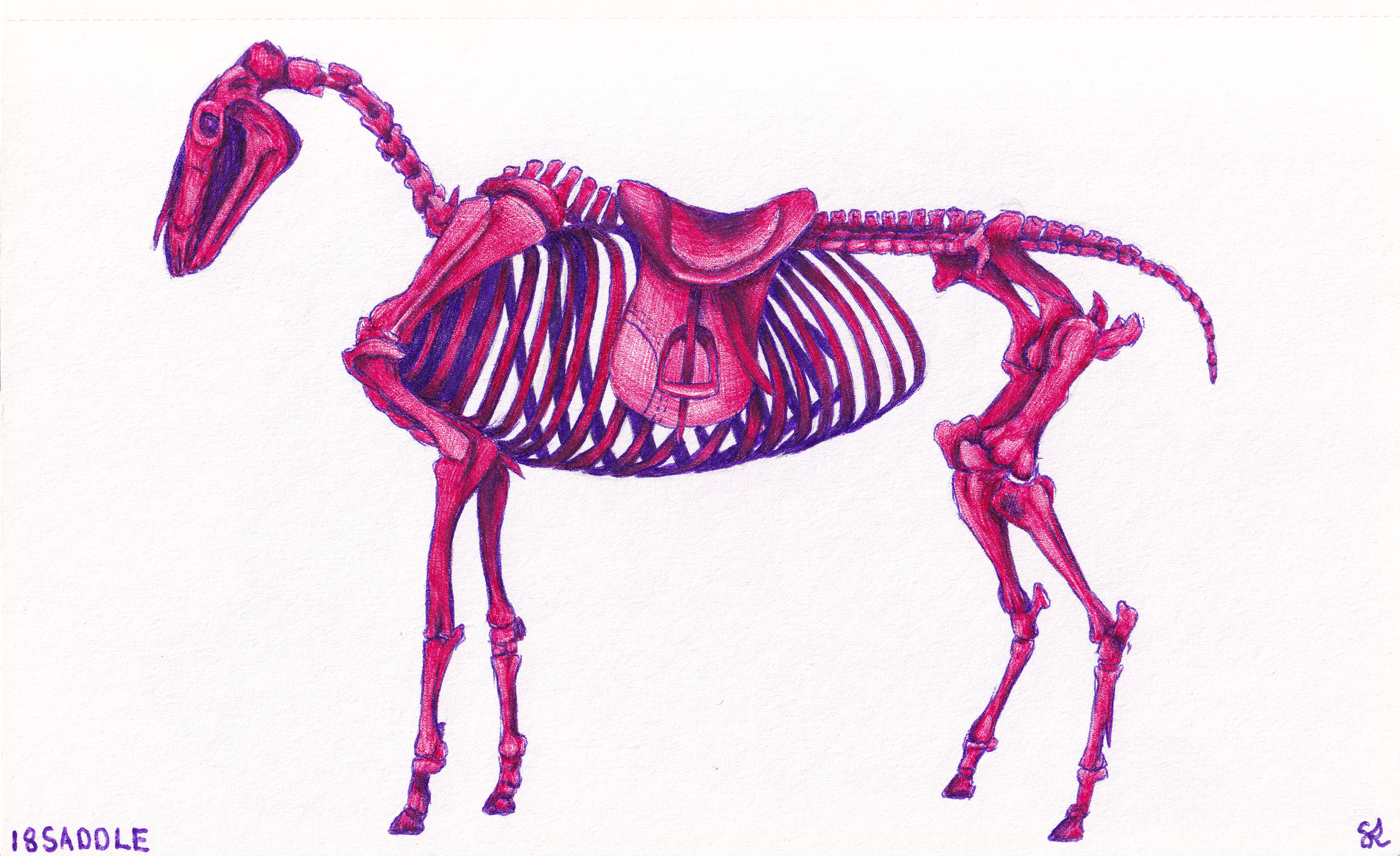 SADDLE
