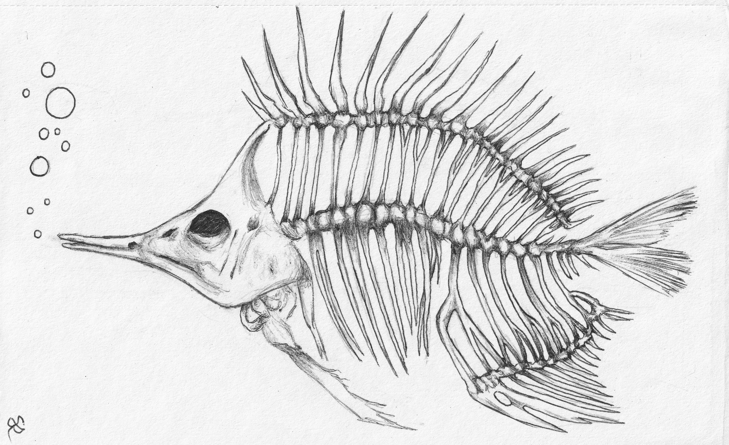 FISH