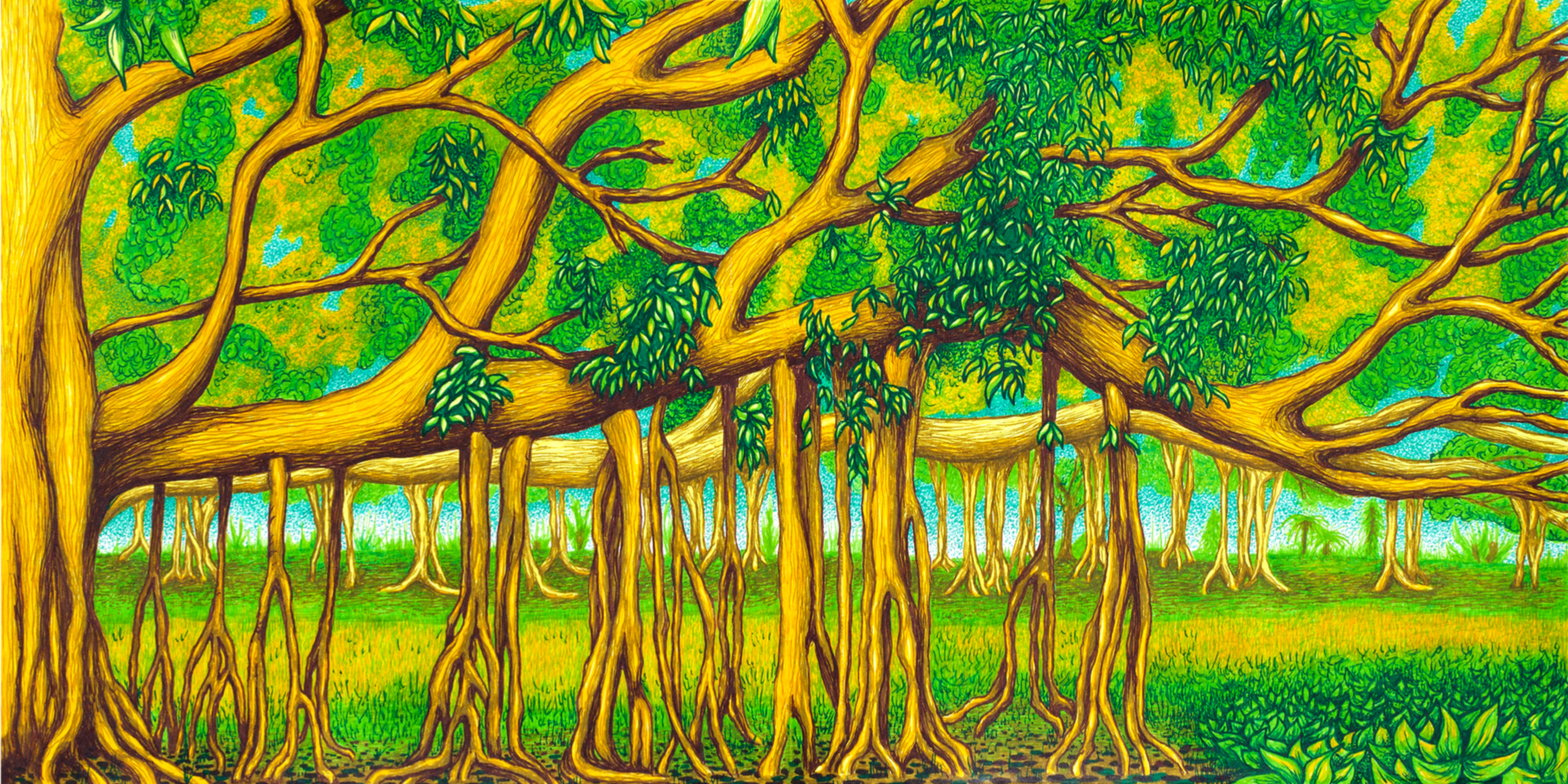 Colorful illustration of a dense mangrove forest with large yellowish-brown trees, intertwined roots, and lush green leaves, with a bright background of green and yellow foliage.