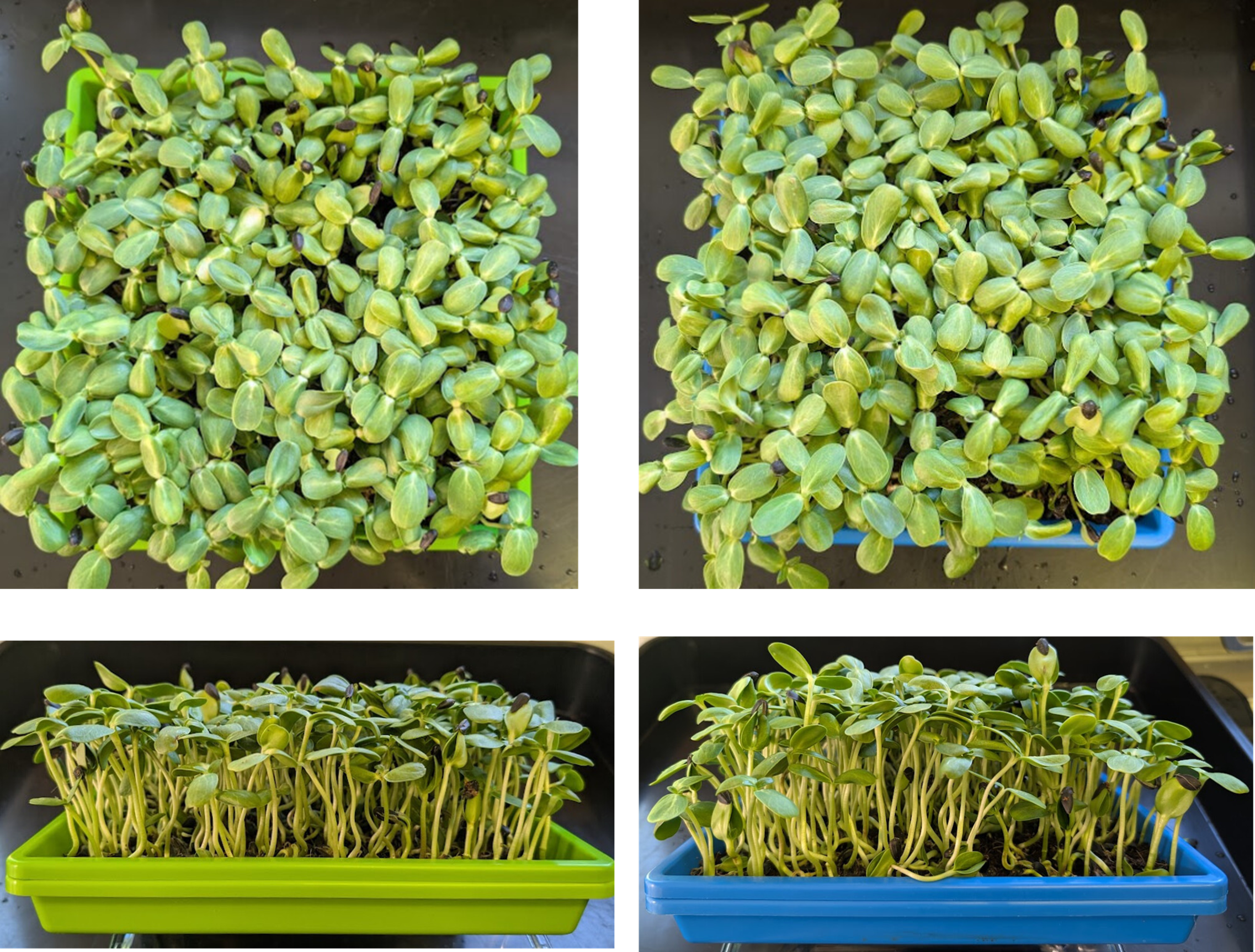 Agricultural trial results: Comparison of sunflower microgreen growth showing significant yield increase using nanobOx nanobubble enriched irrigation water.