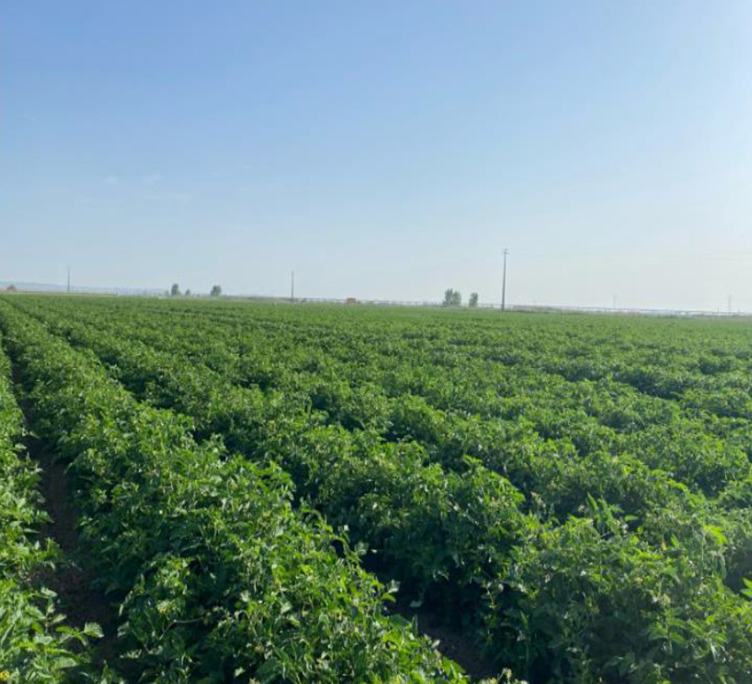 Tomatoes growing in field in Portugal irrigated with NanobOx nanobubble-treated water and 40% less nitrogen.