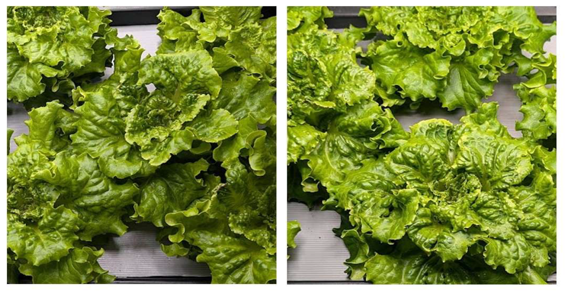 Hydroponic trial comparing Lettuce control group with 100% fertiliser and NanobOx nanobubble-treated group with 50% fertiliser.