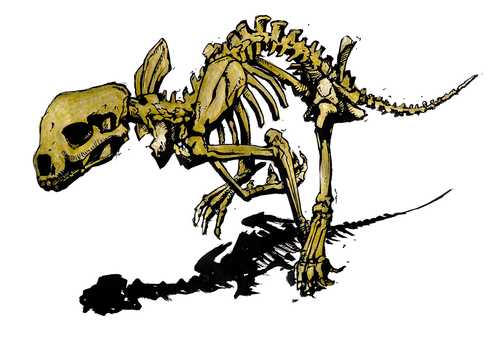 Illustration of a golden leopard skeleton, sprinting forward, on a white background.